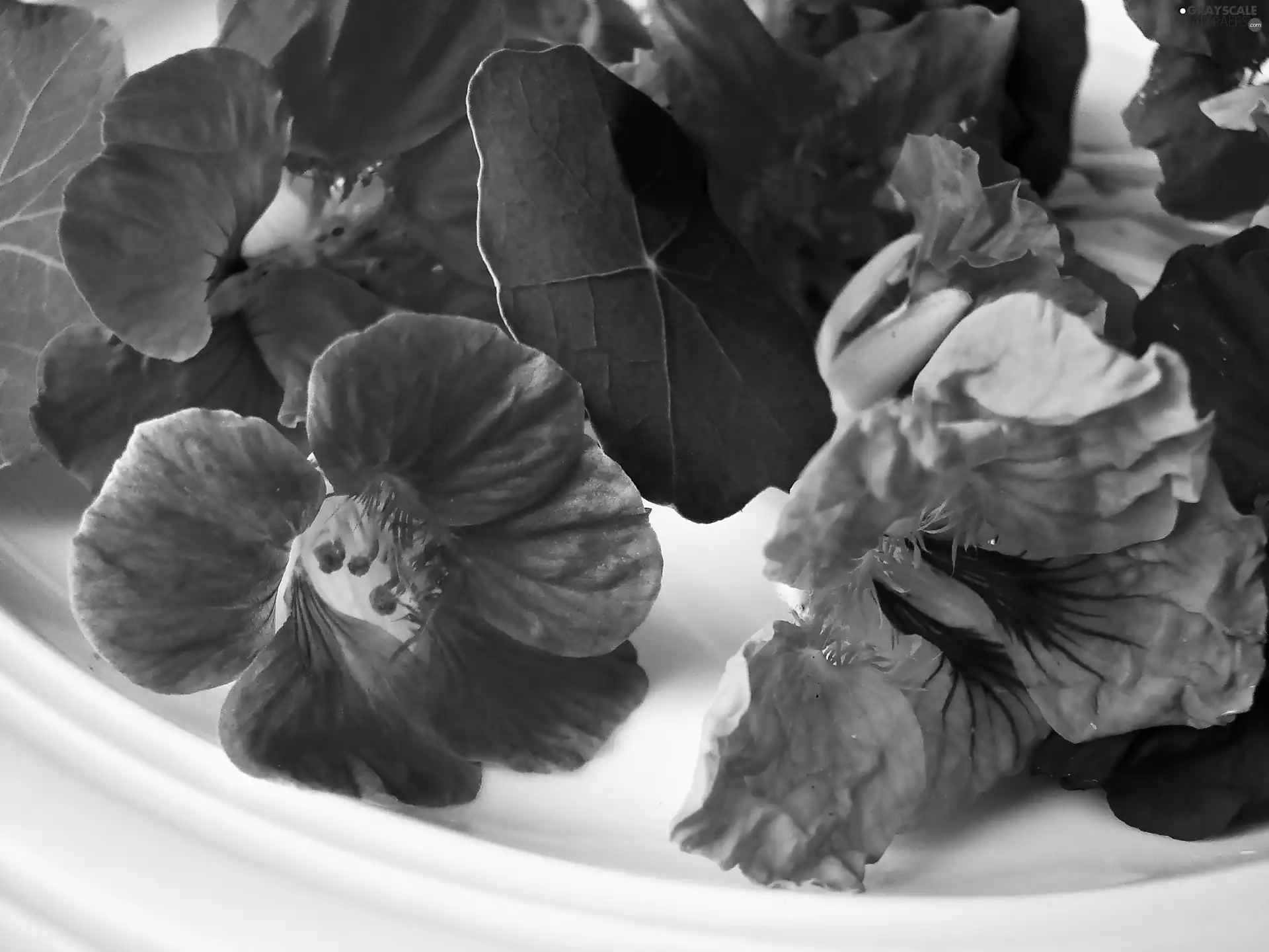 color, nasturtiums