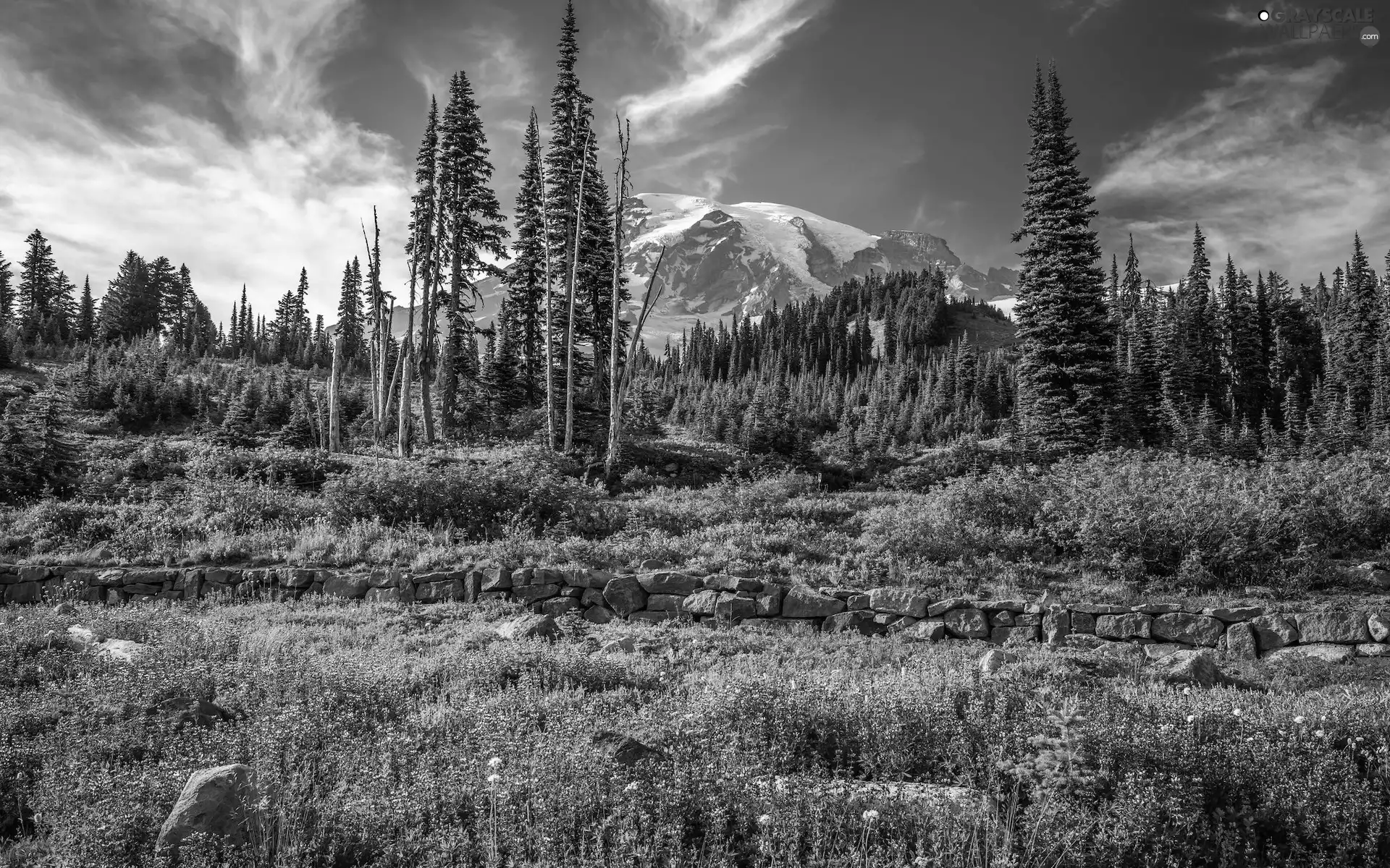 Washington State, The United States, Mount Rainier National Park, Mountains, Flowers, lupine, viewes, Meadow, trees