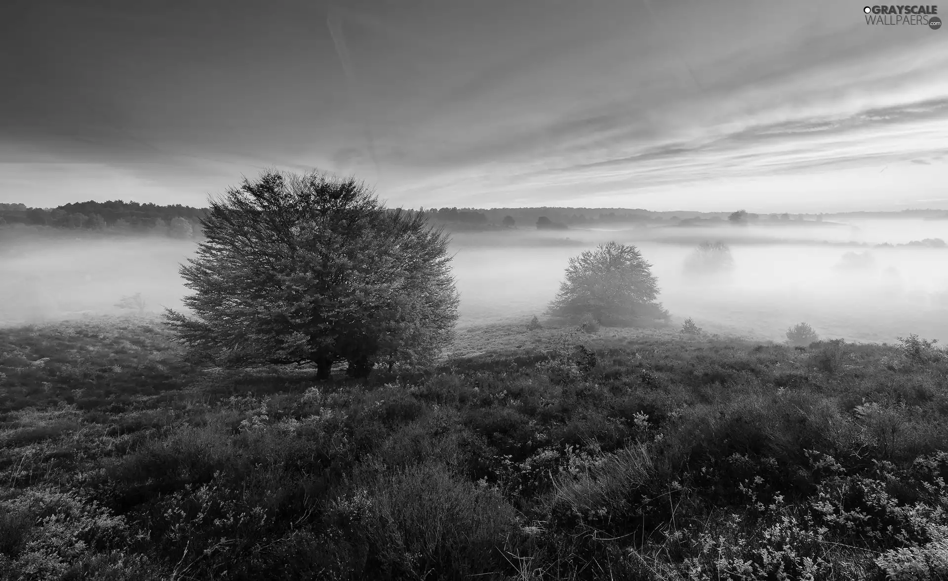 heathers, trees, Netherlands, viewes, Province of Gelderland, heath, Veluwezoom National Park, Fog
