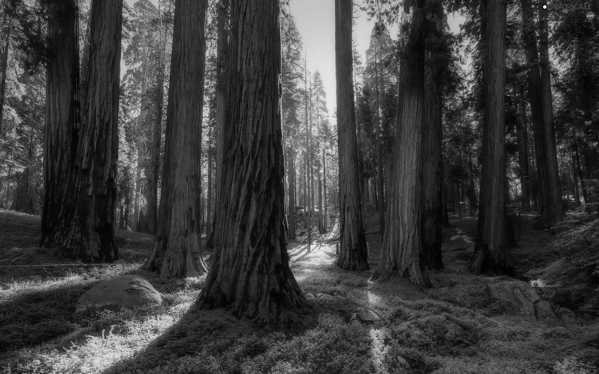 redwoods, trees, California, viewes, forest, Sequoia National Park, The United States