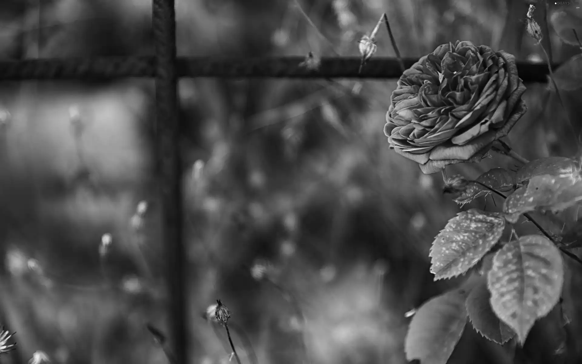 Colourfull Flowers, Leaf, nature, rose