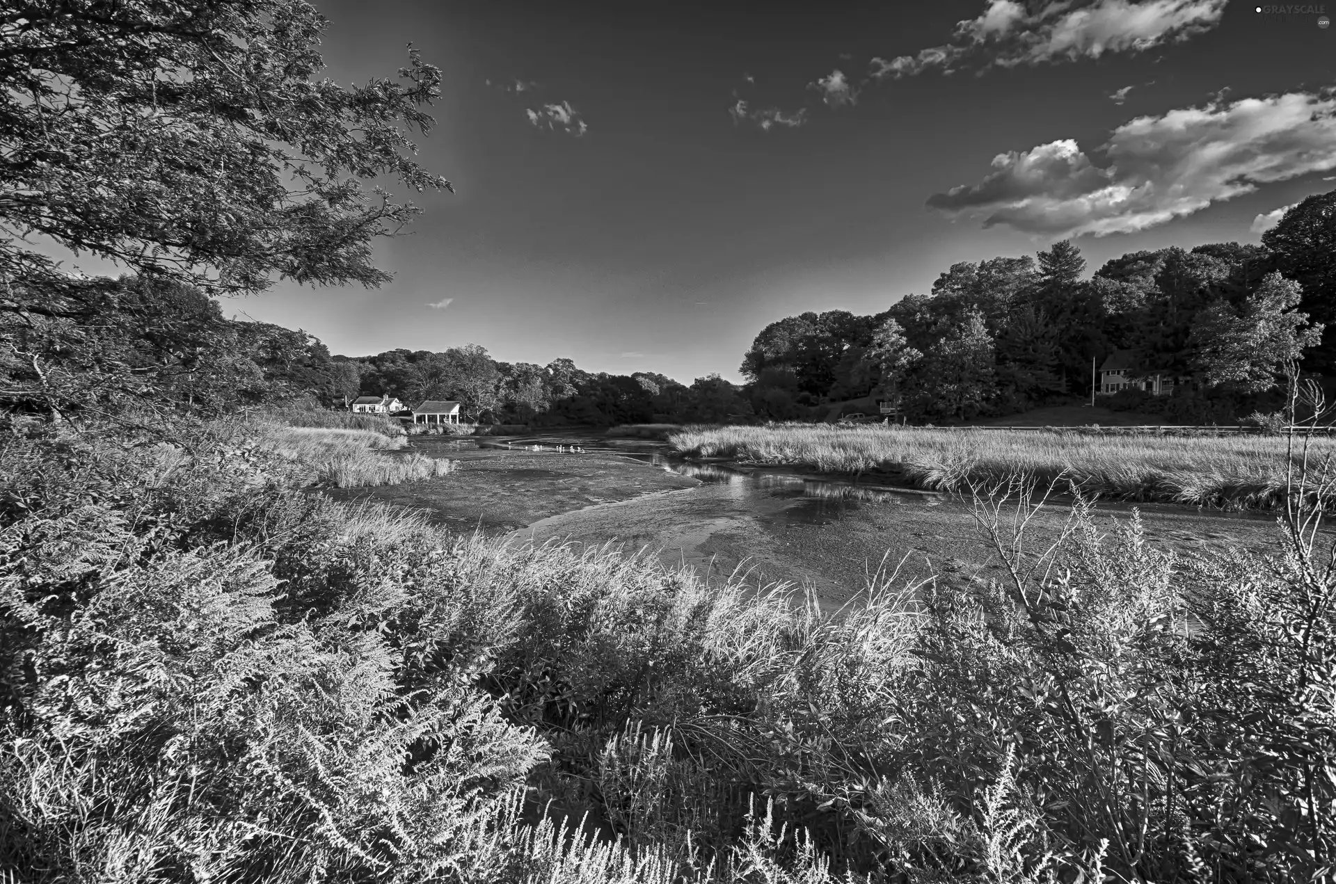 nature, Plants, woods, house, River