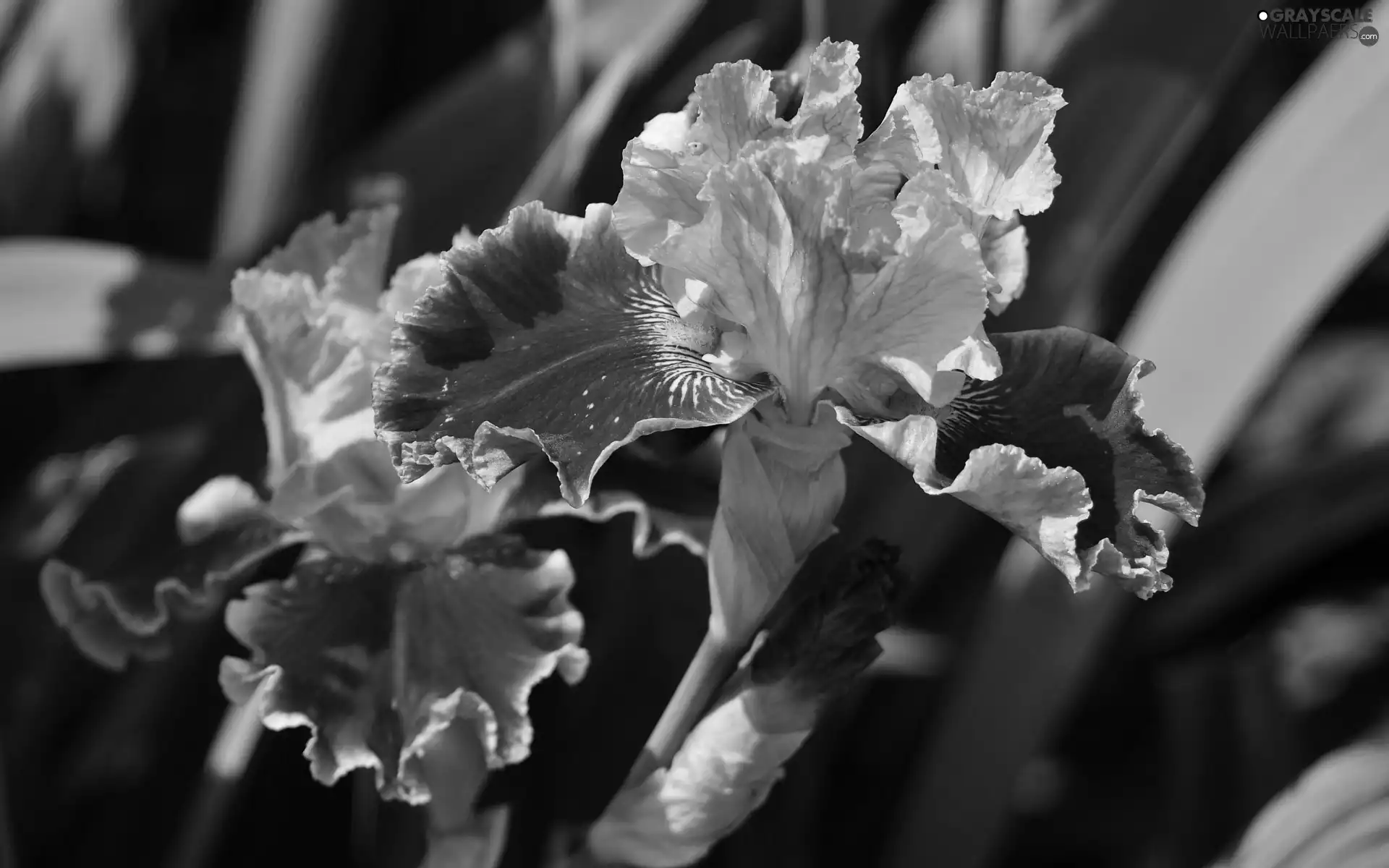 Violet, Flowers, nature, iris