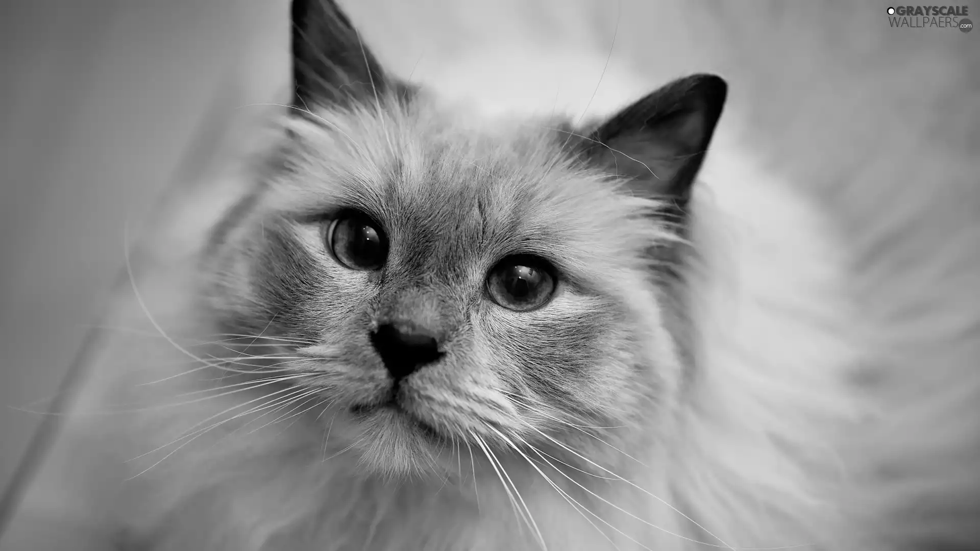 Longhaired, navy blue, Eyes, cat