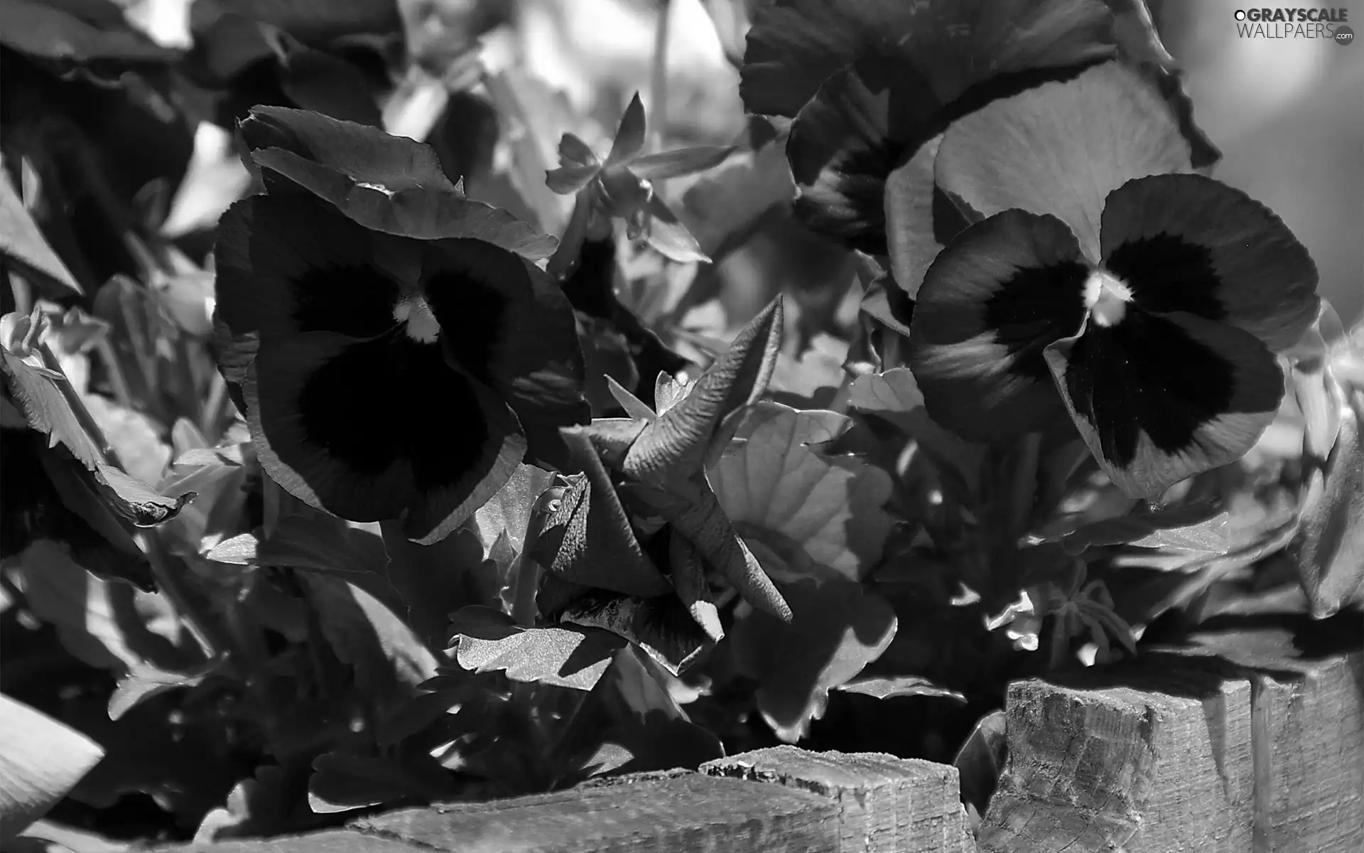 navy blue, pansies