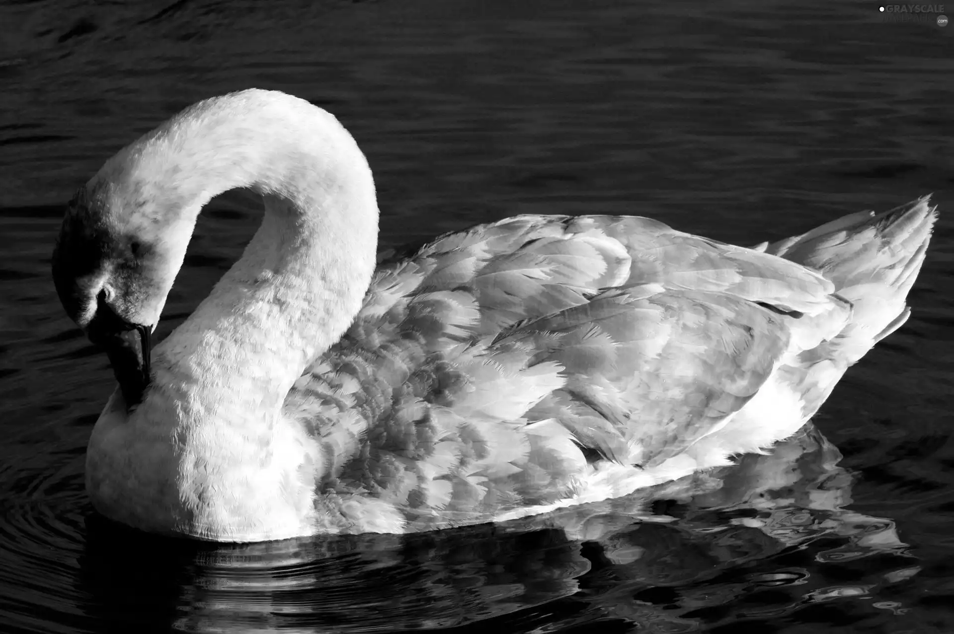 Swans, bent, neck, water