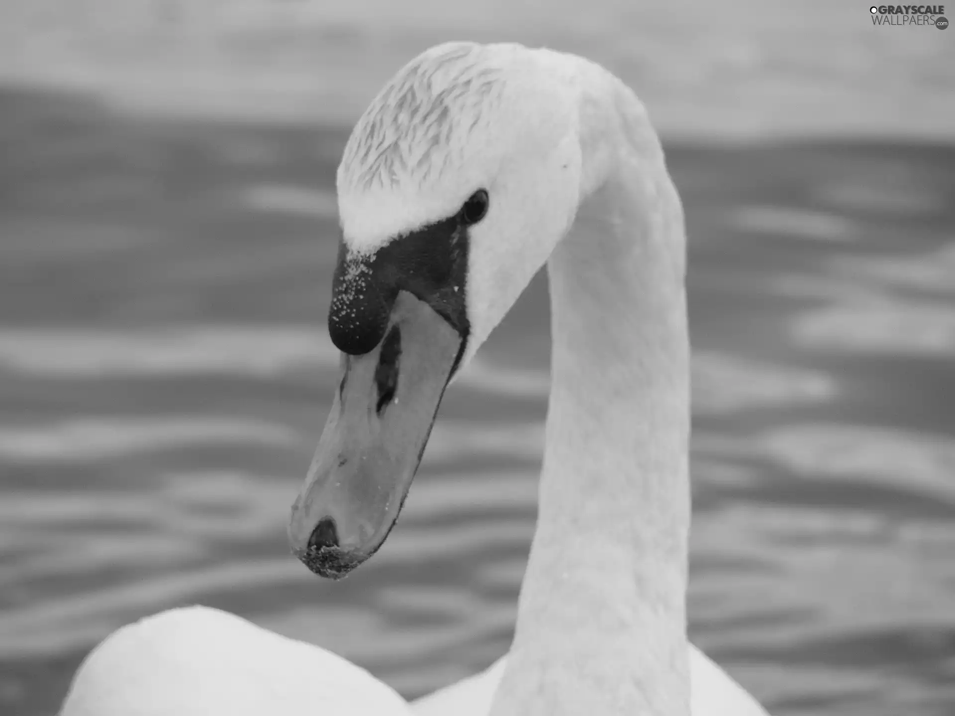 Swans, neck
