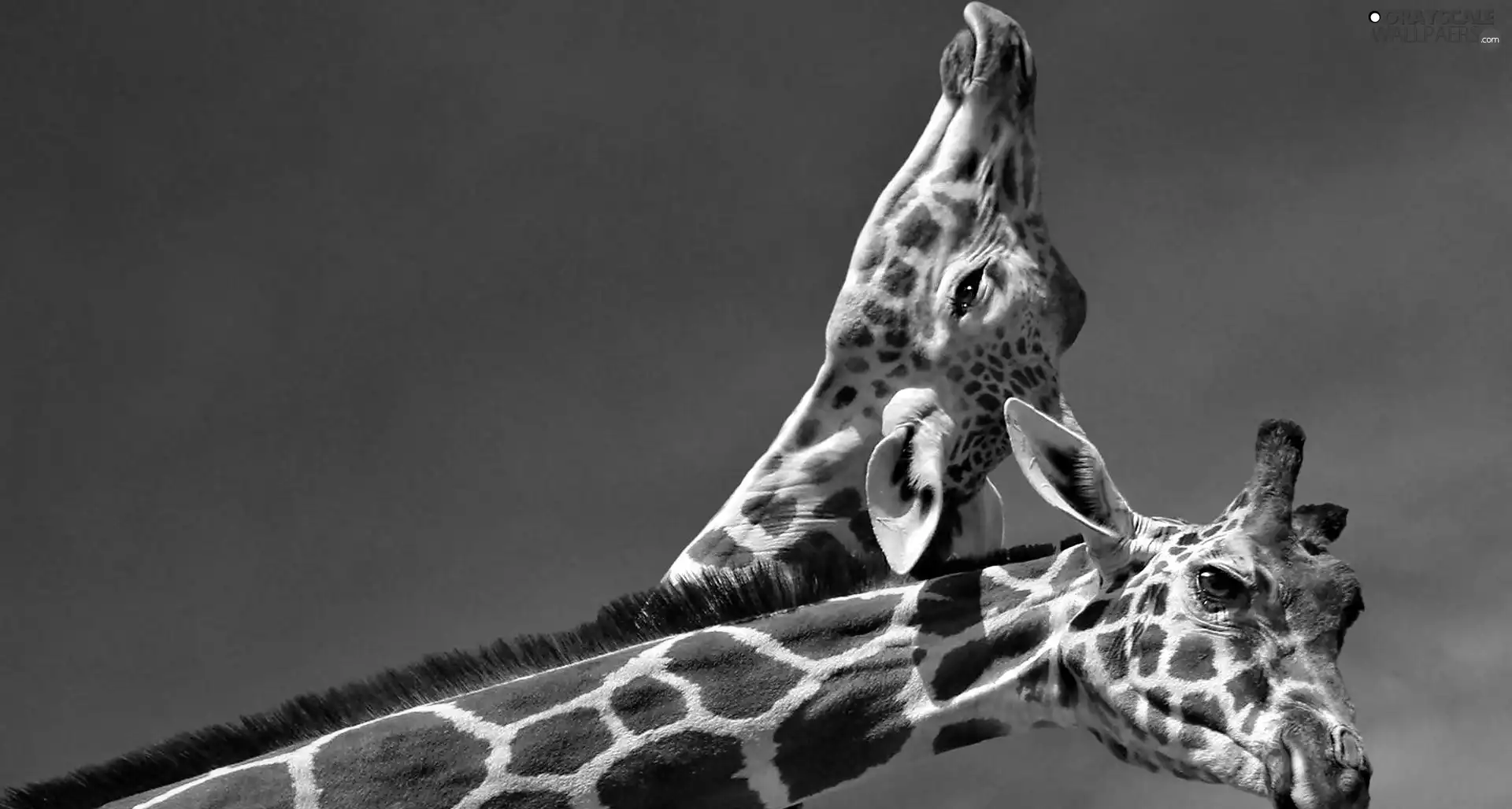 necking, Two, giraffe