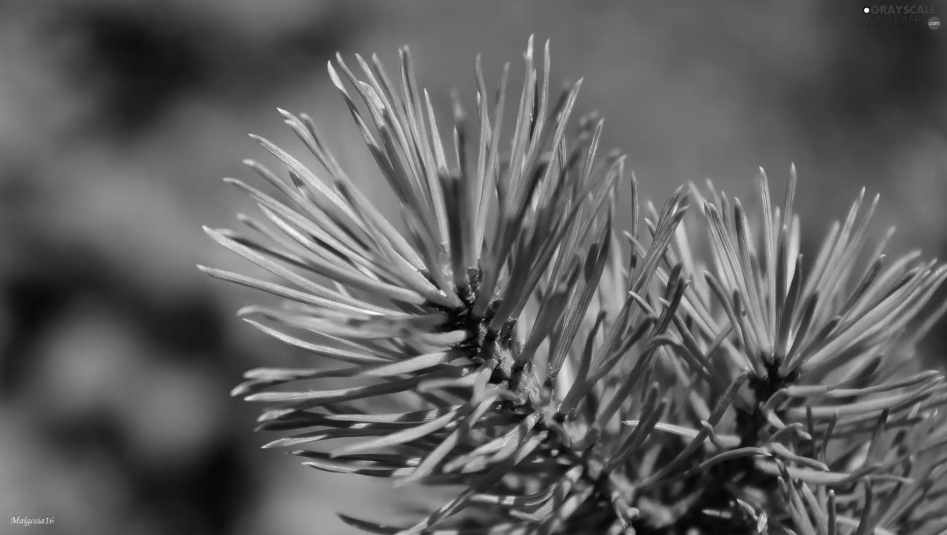 Green, pine, needle, twig