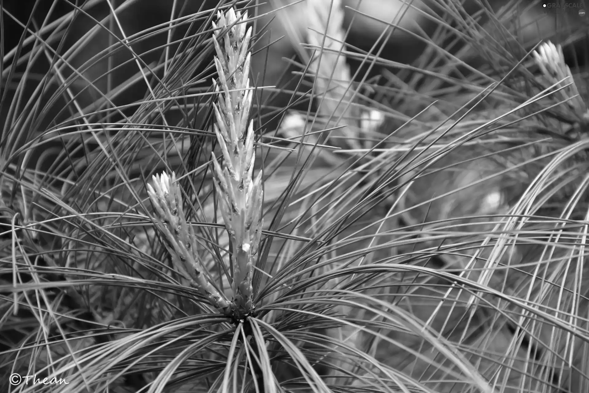needle, spruce, Longs