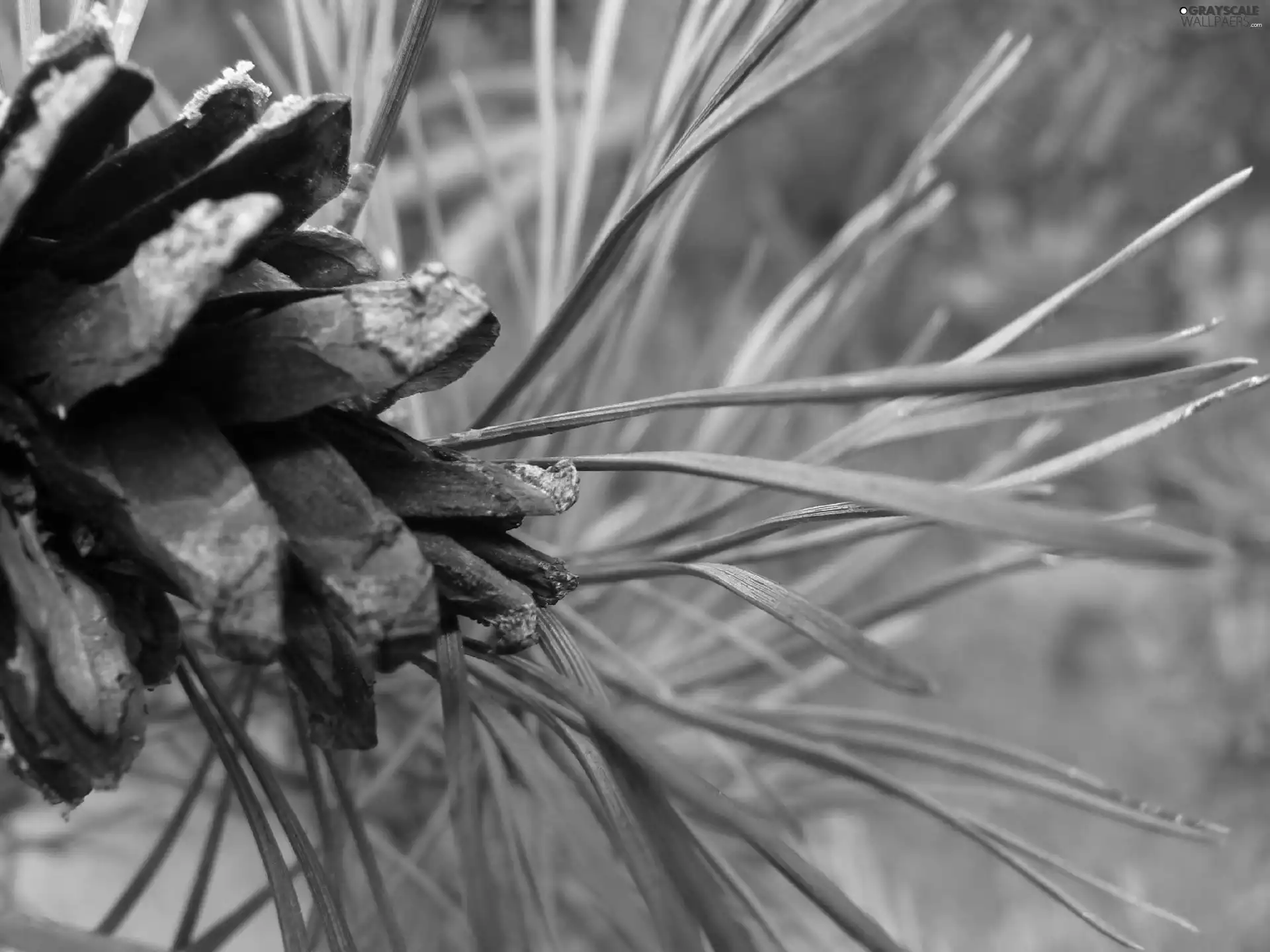 needle, cone, pine