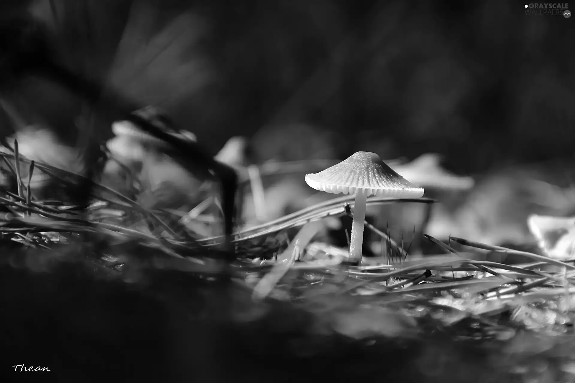 mushroom, needles