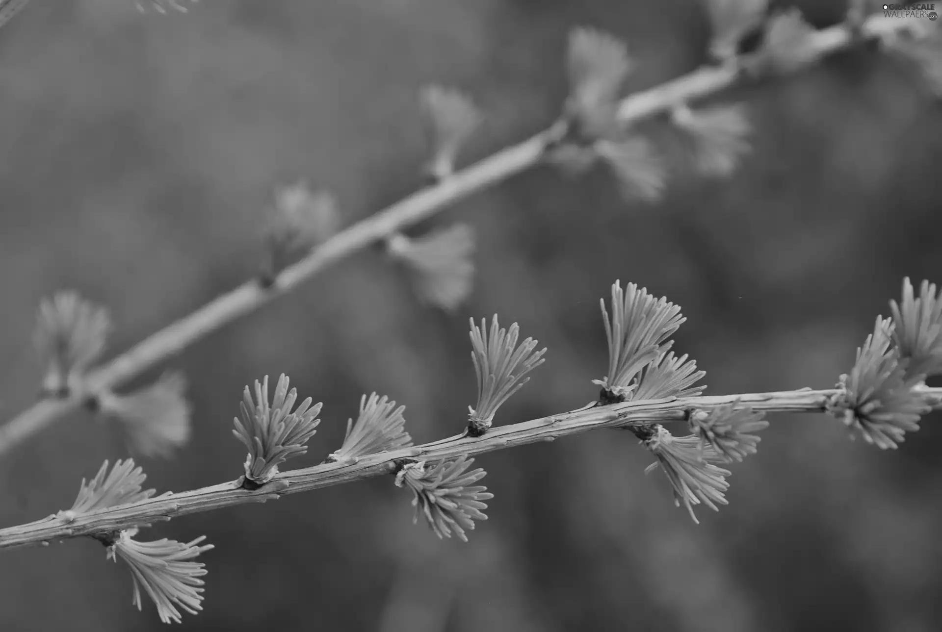 needles, larch, young