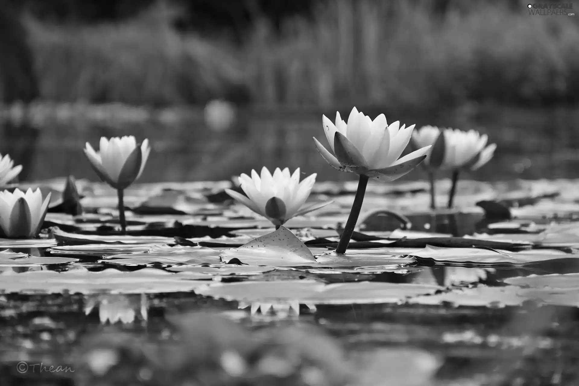 Nenufary, lilies, water