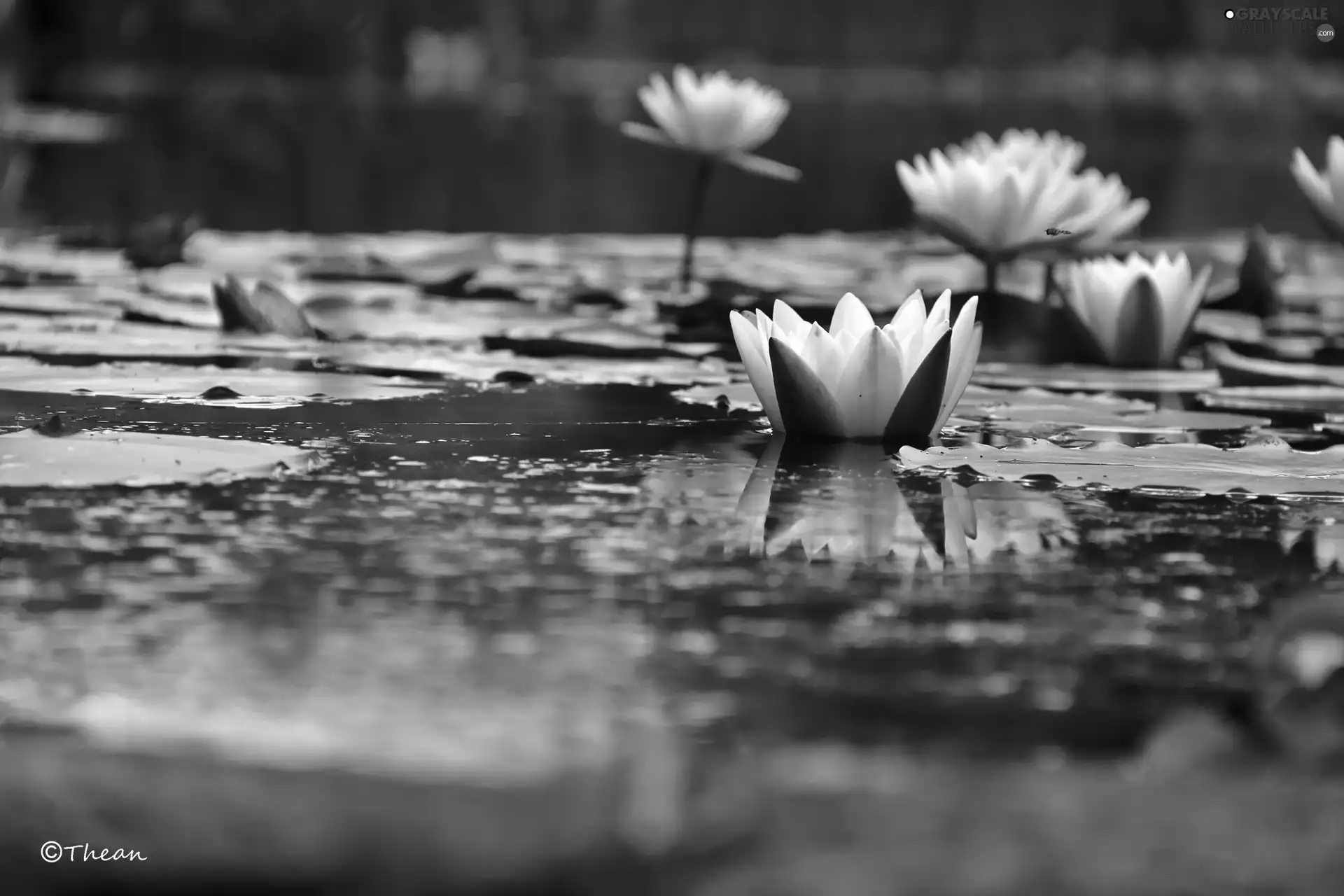 Nenufary, lilies, water