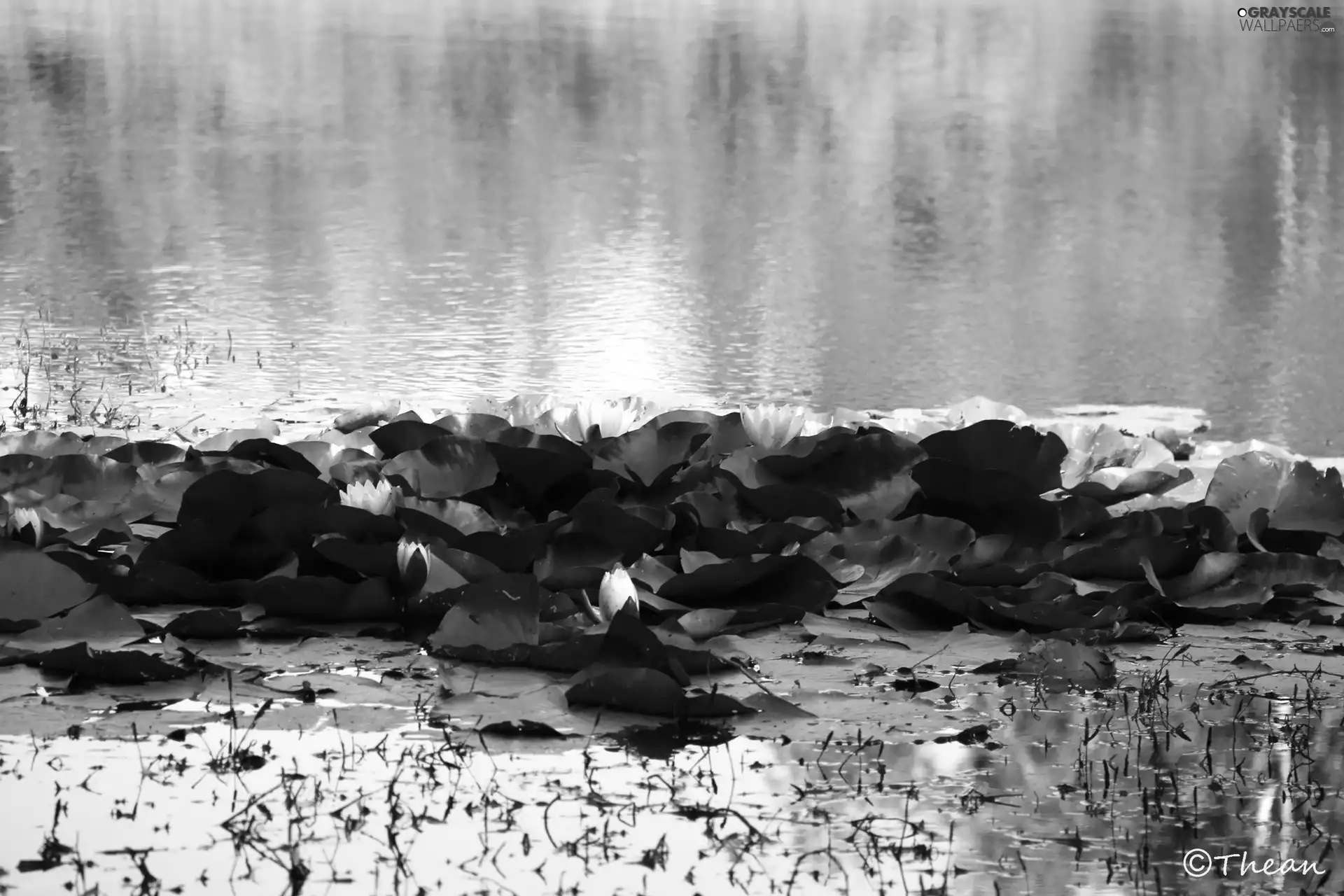 water, Water lilies, Nenufary