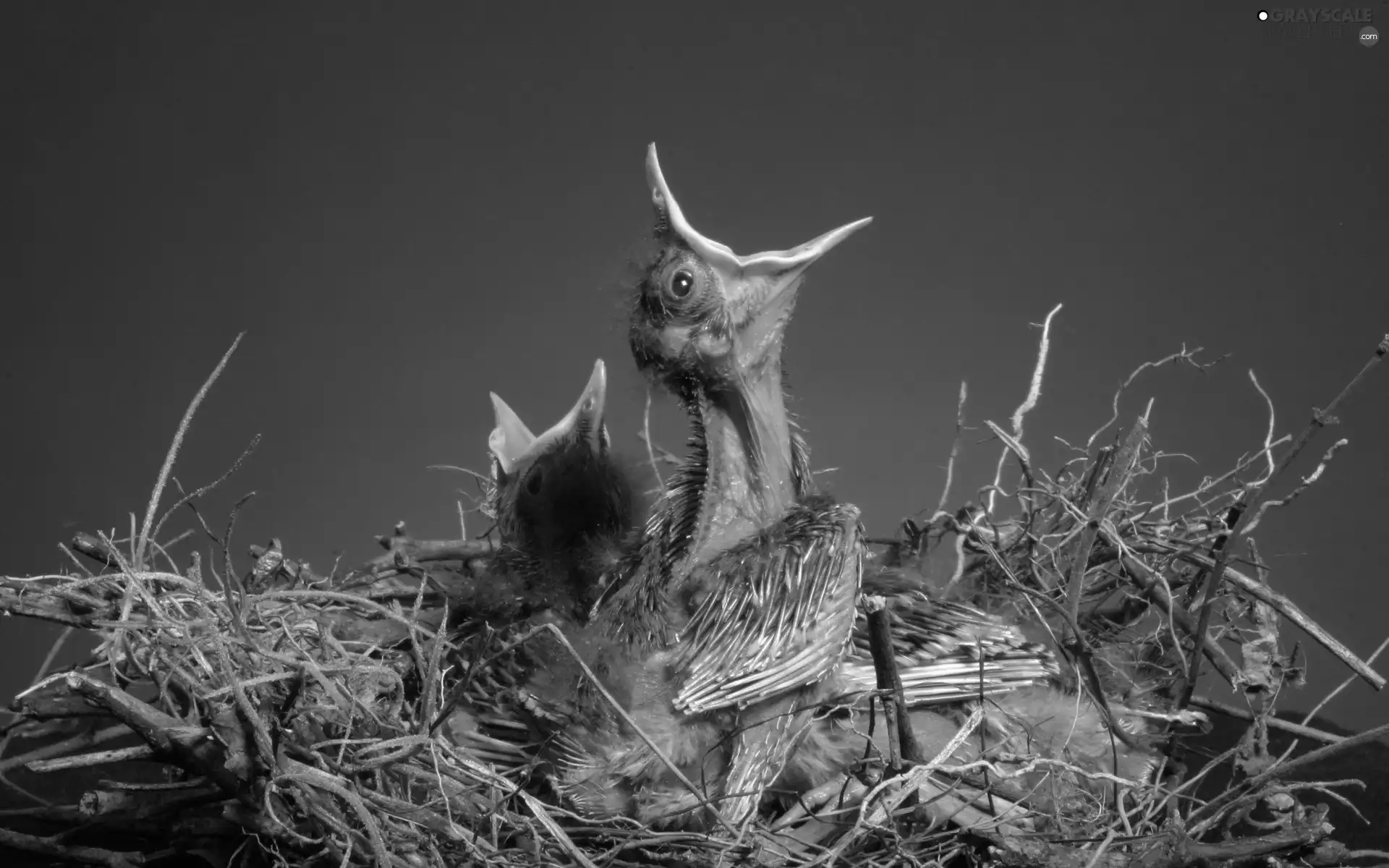 chick, nest