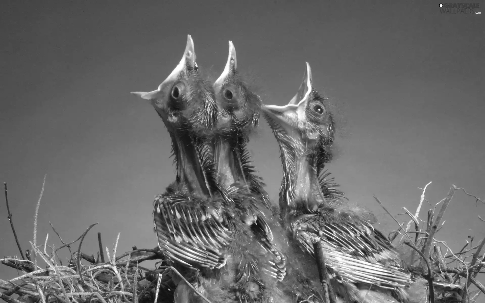 nest, Three, Chicks