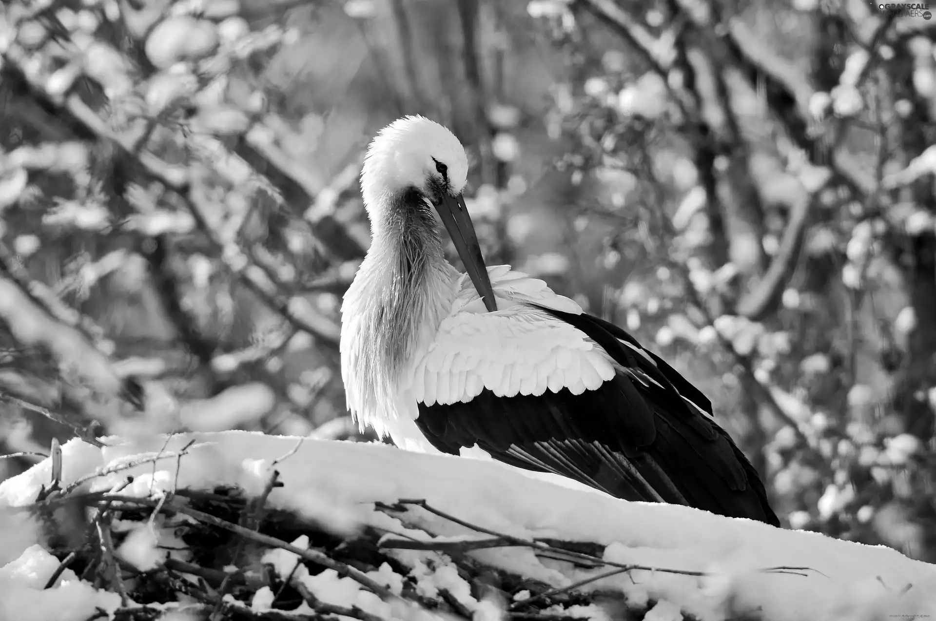 stork, nest