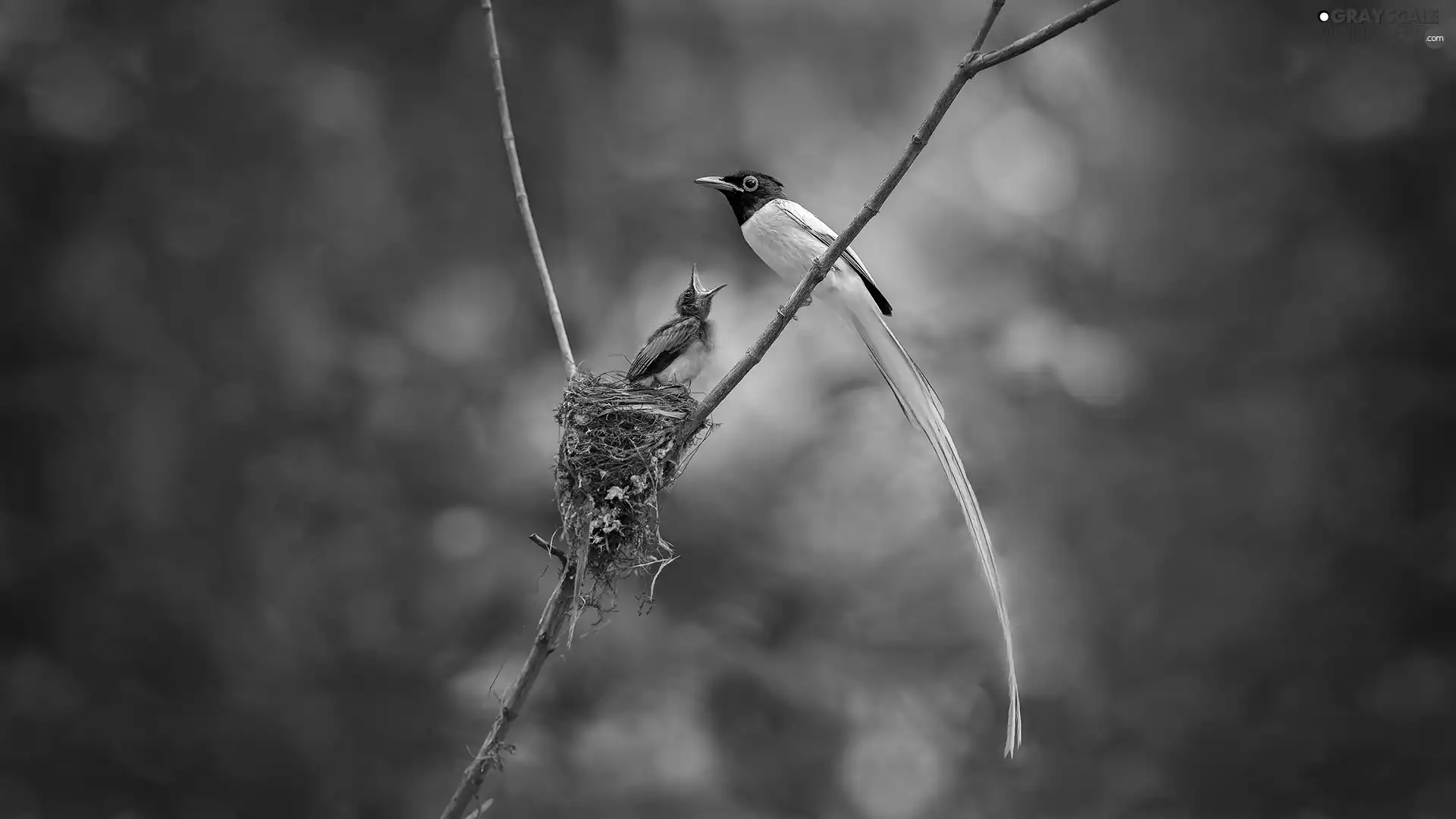 nest, birds, twig