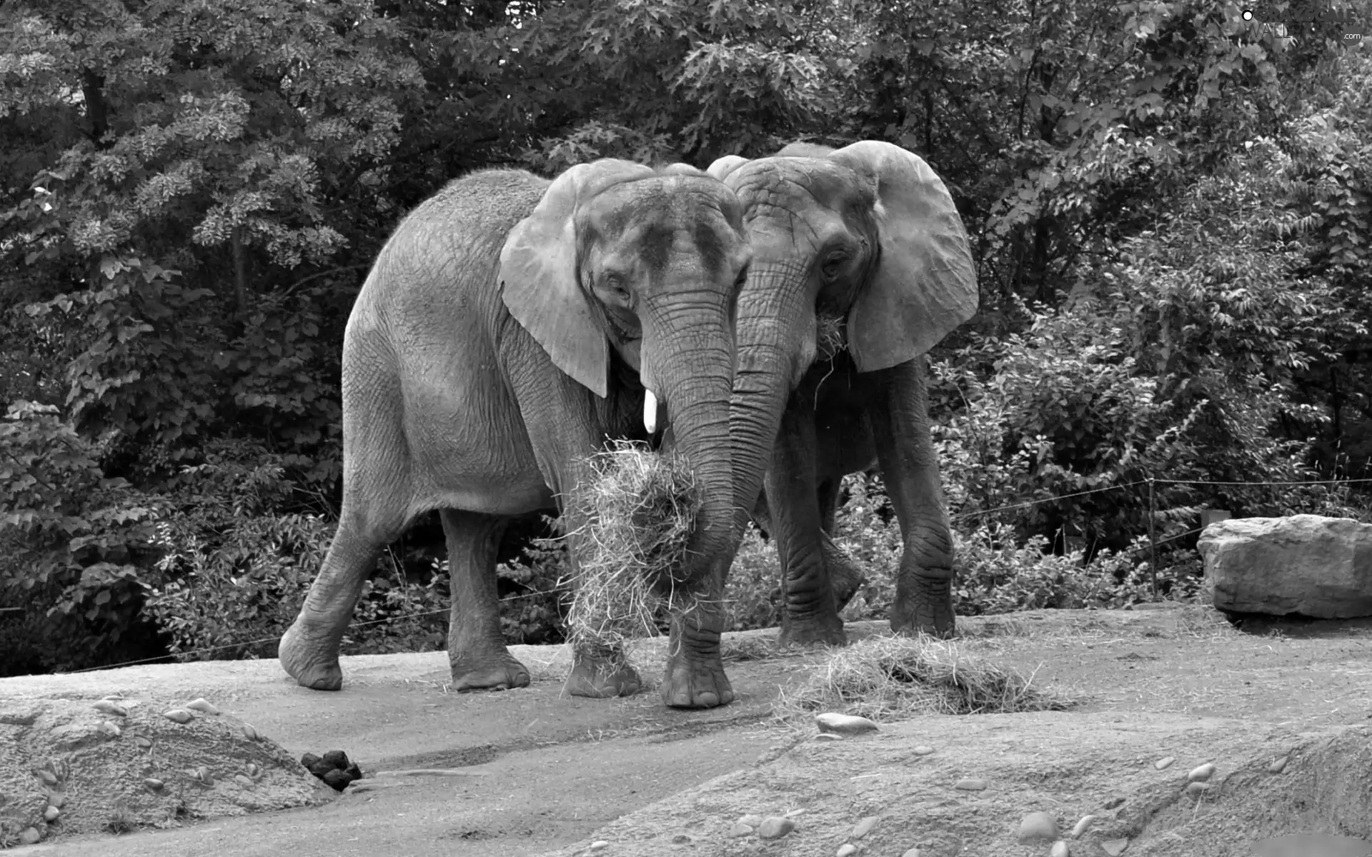 nestled, Two cars, trees, viewes, Hay, Elephants