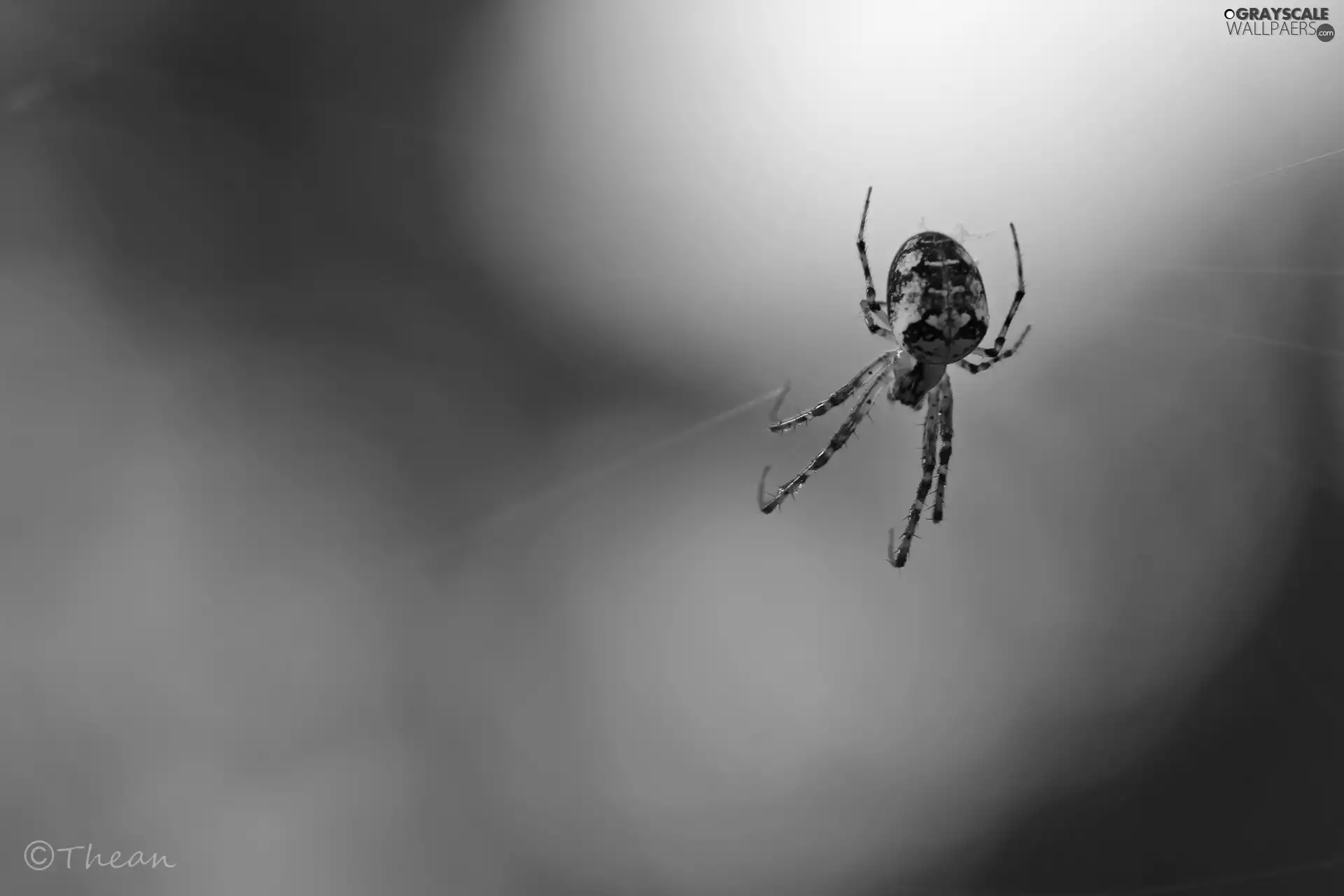 net, Spider, Web