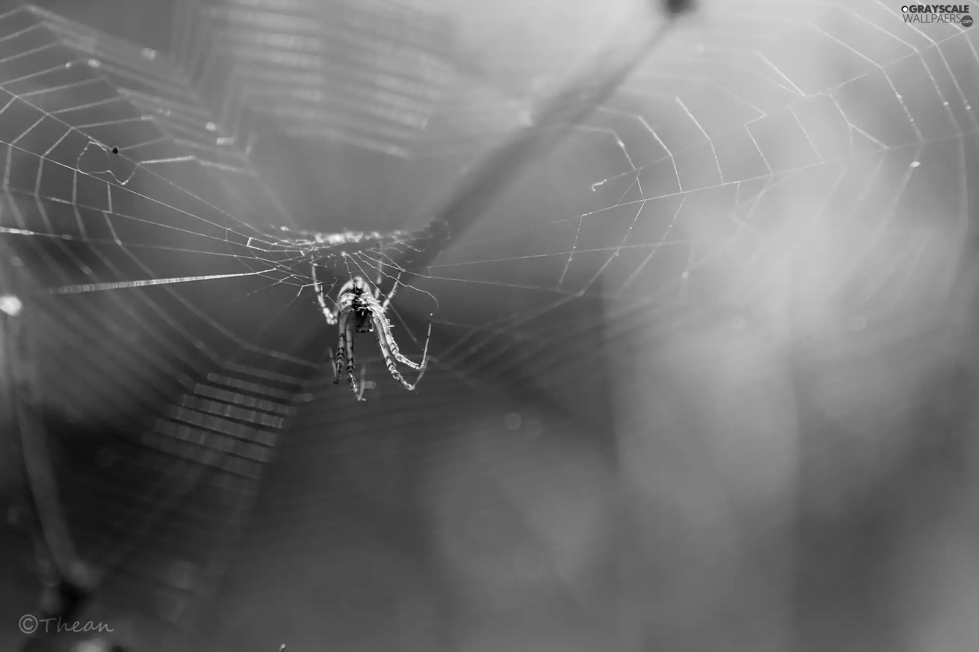 Spider, Web, net, trestle