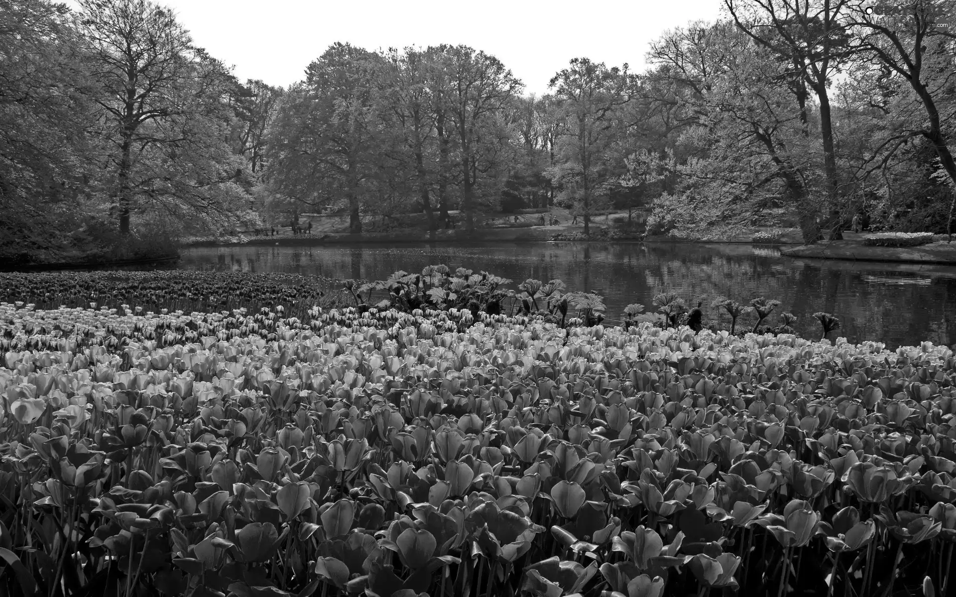 Park, Tulips, Netherlands, River