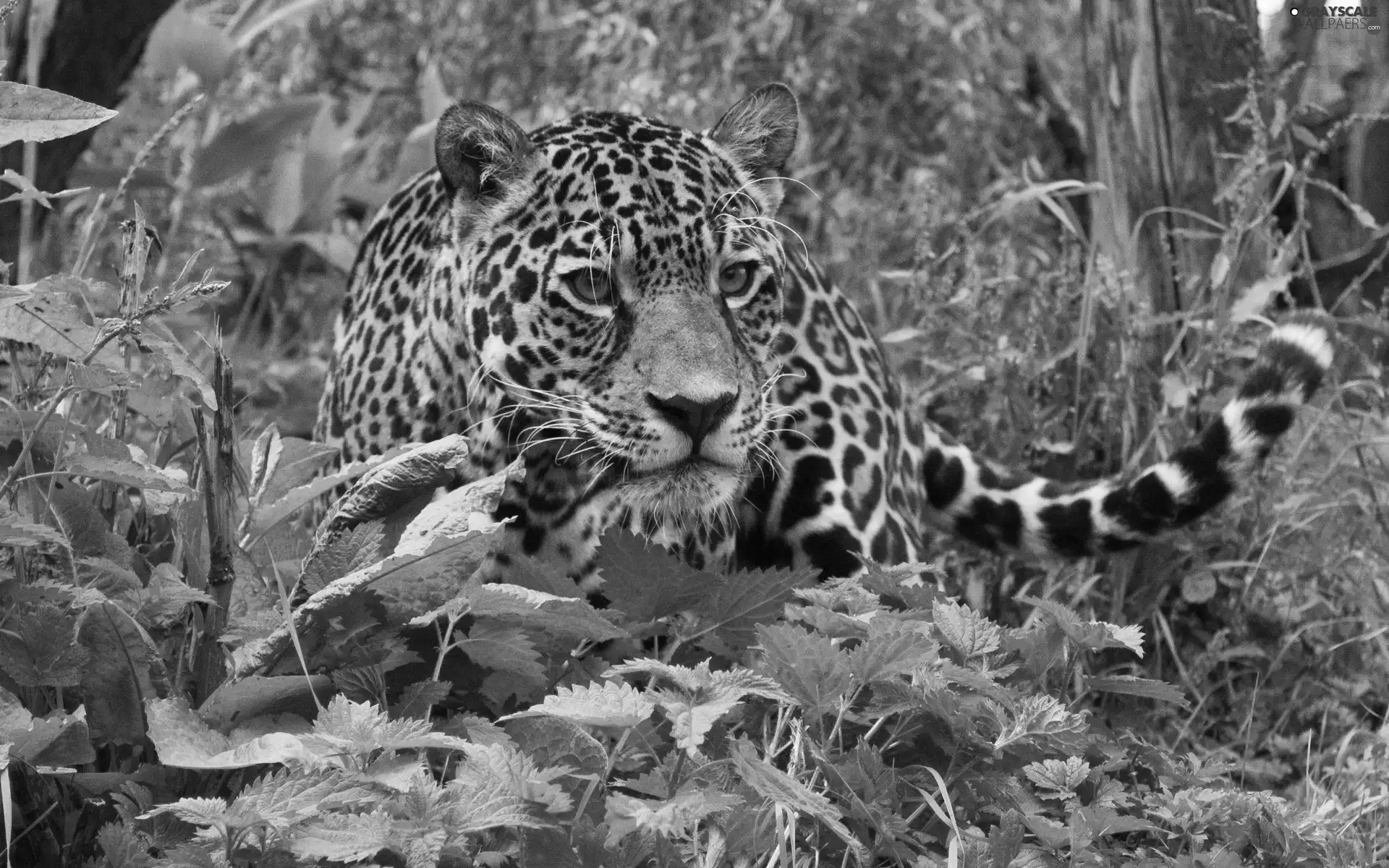 nettle, Leopards, forest