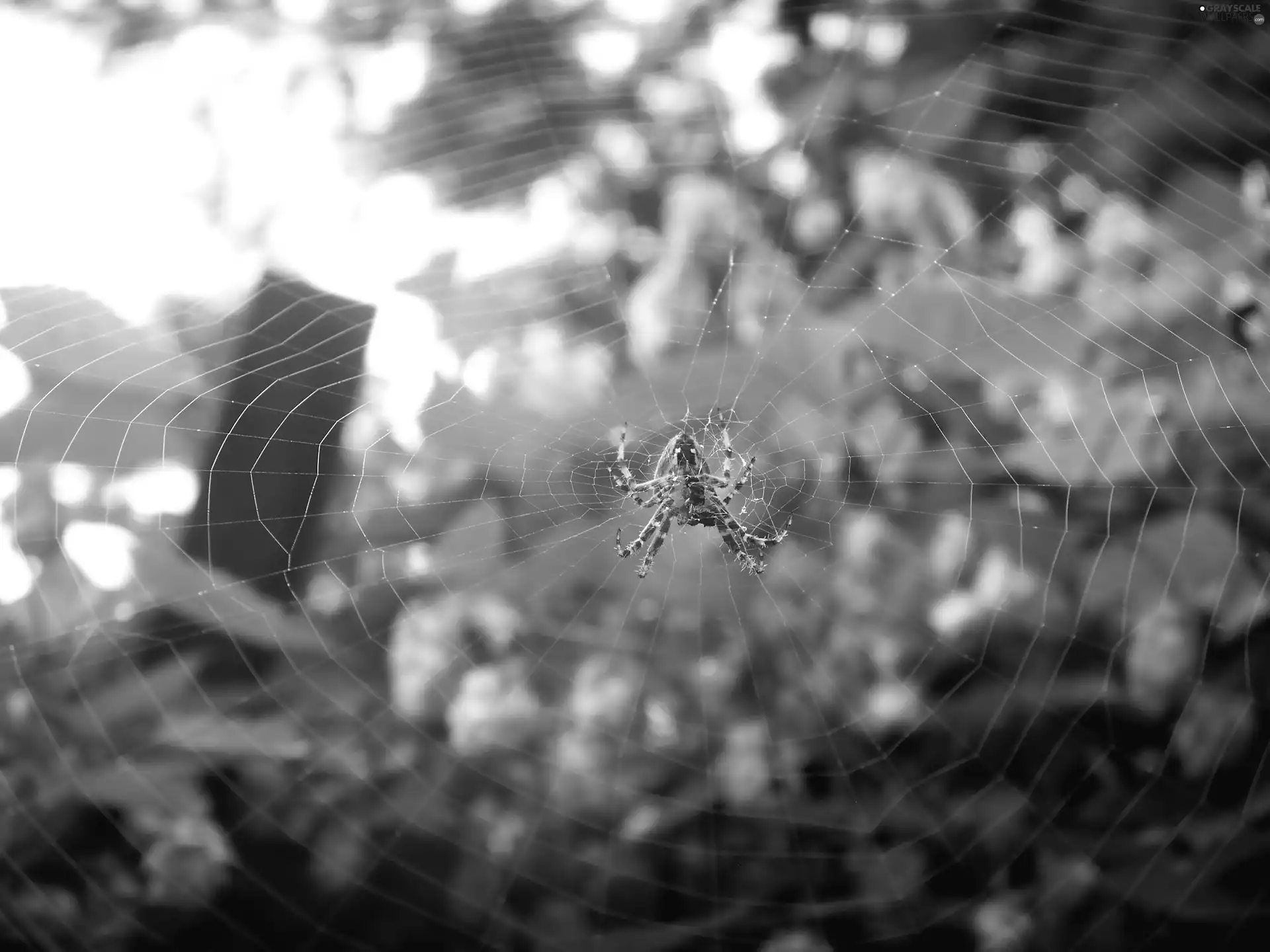 net, Spider, trestle