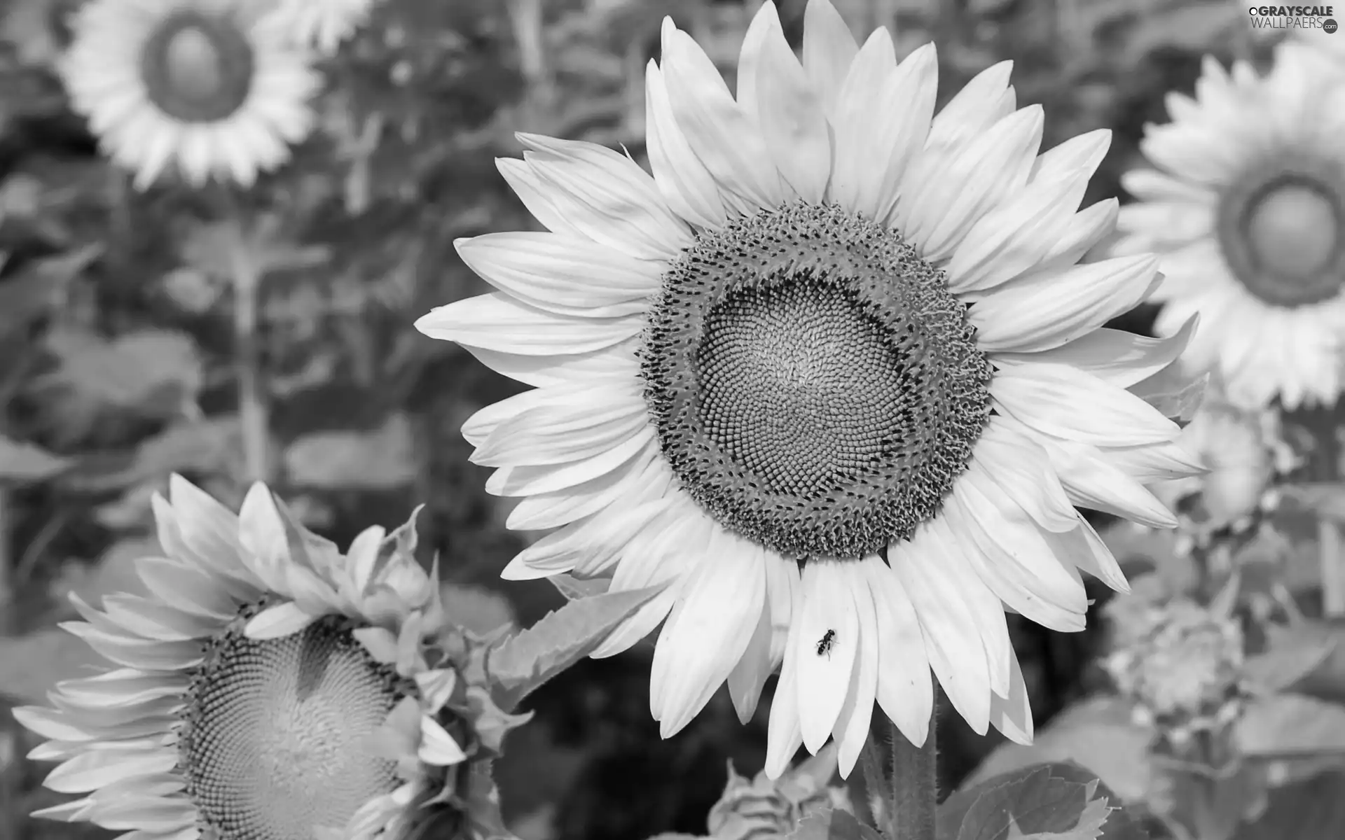 Nice sunflowers, ant