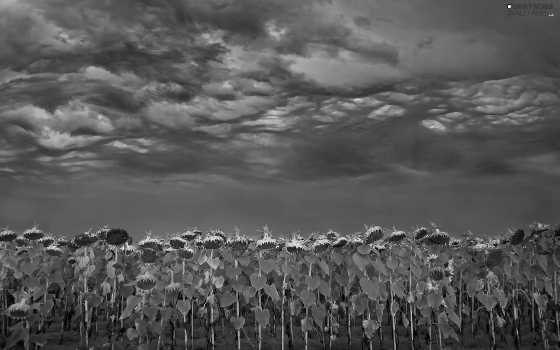 cultivation, clouds, Nice sunflowers