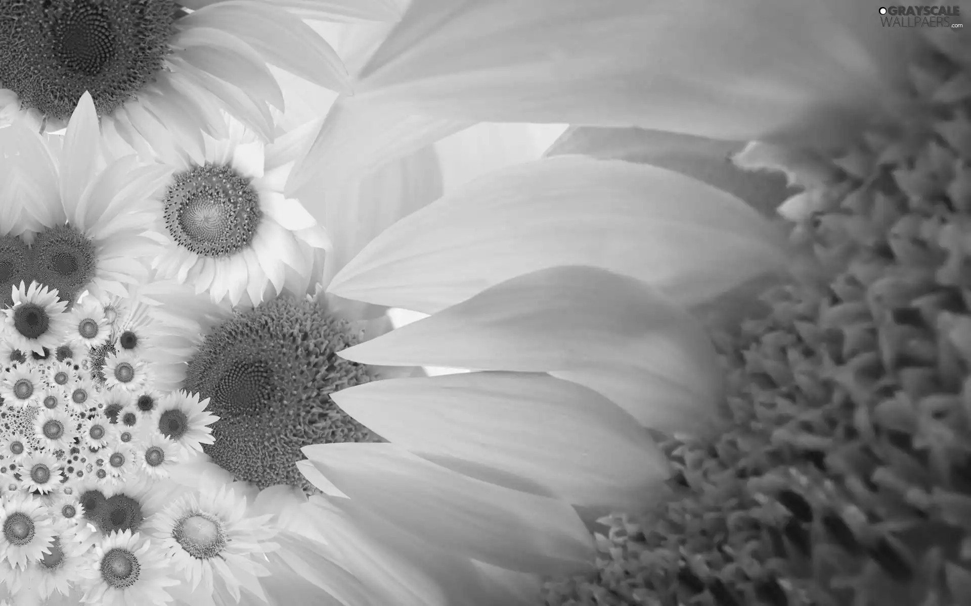 Nice sunflowers, flakes