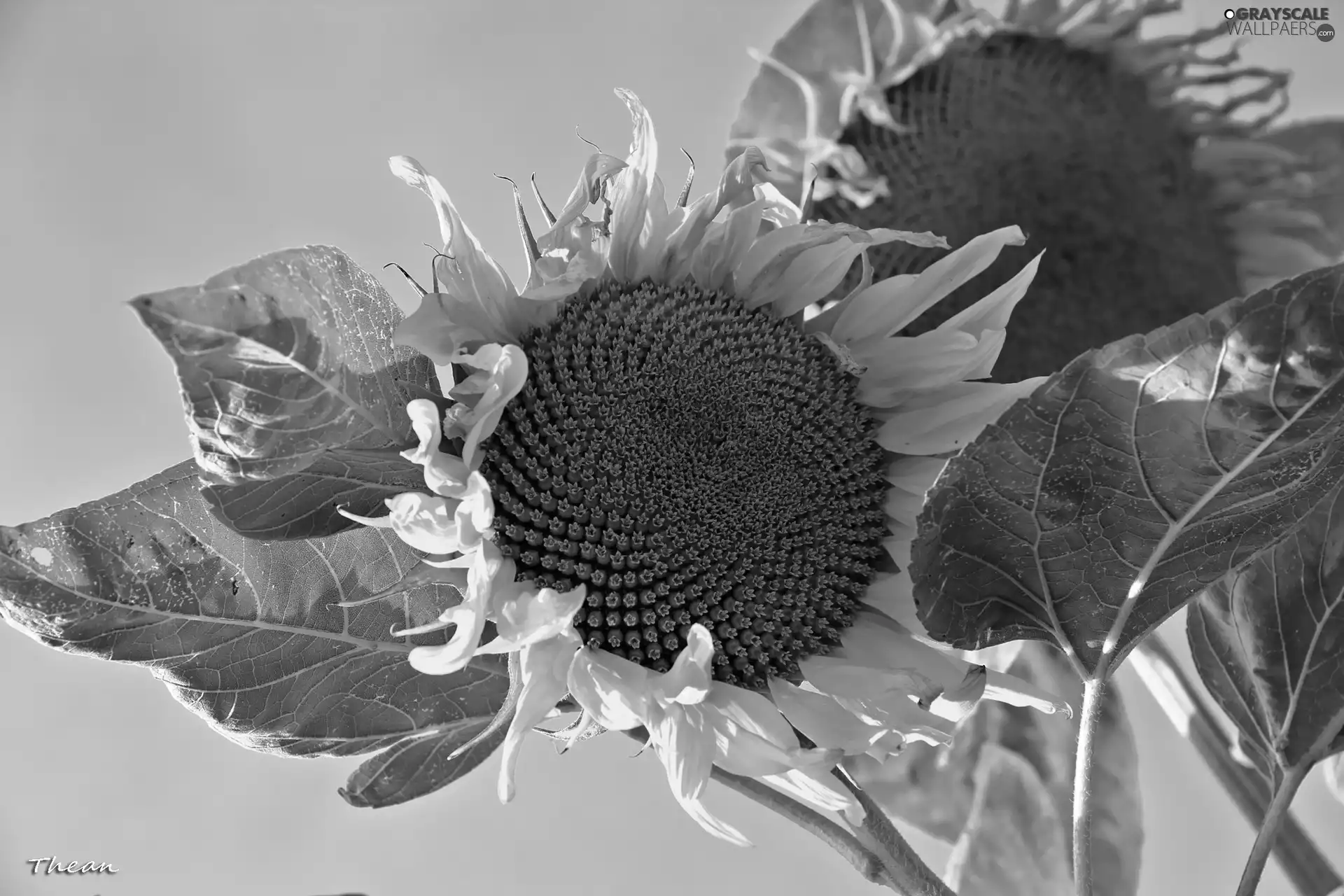 Nice sunflowers, Flowers Sunflower