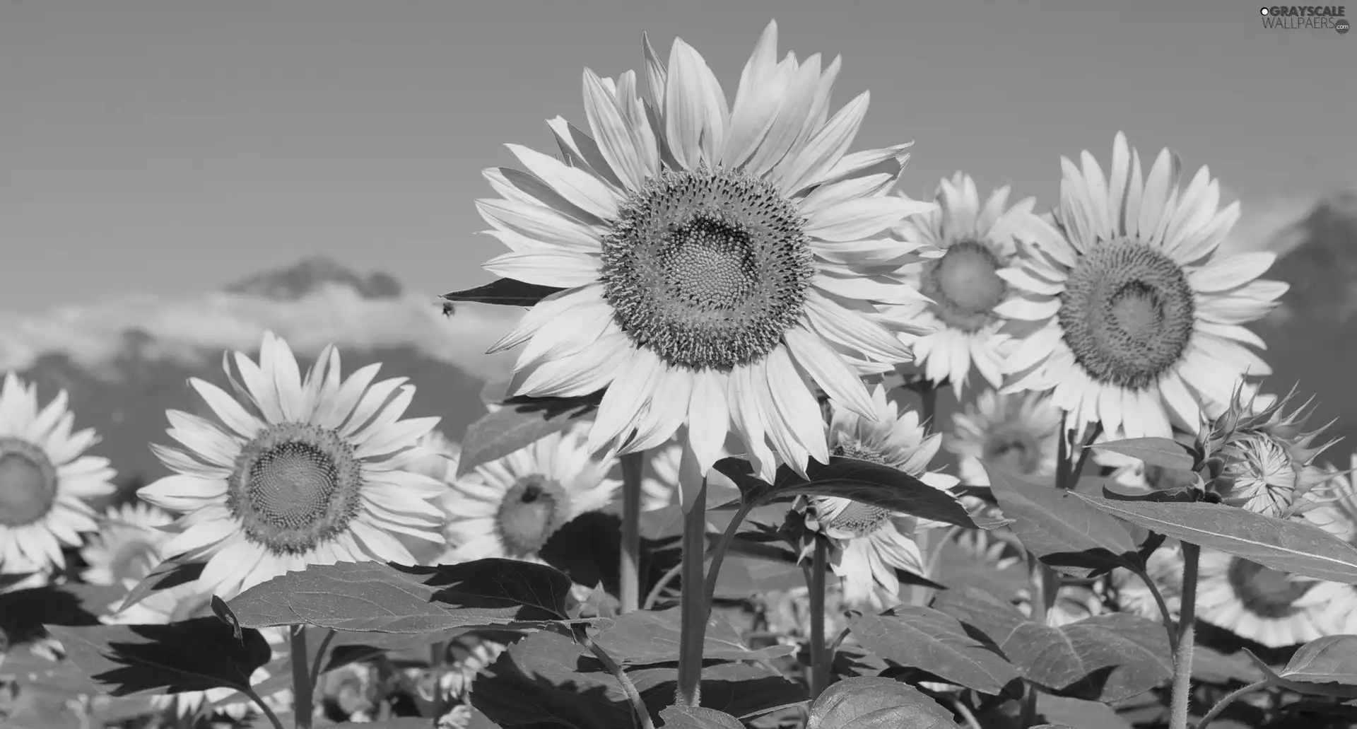 Nice sunflowers, Leaf