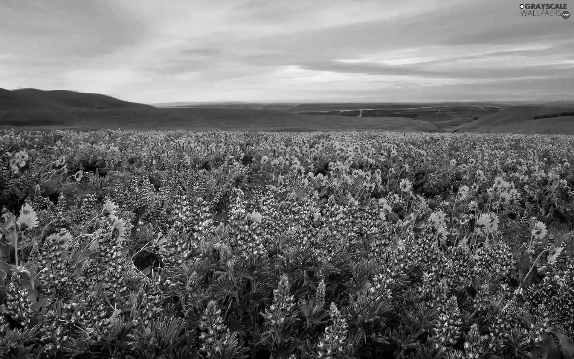 lupine, Field, Nice sunflowers