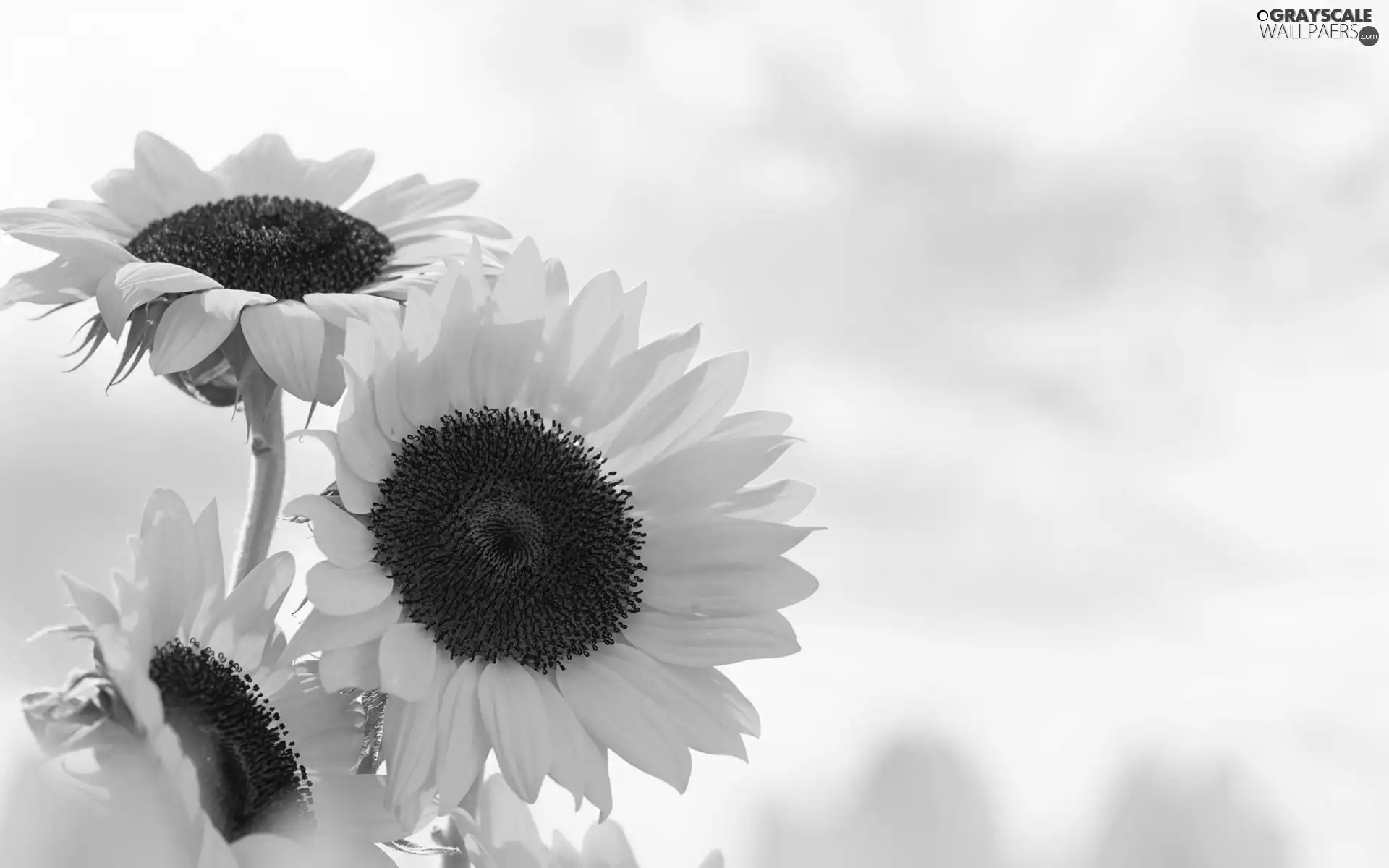 Nice sunflowers, Sky