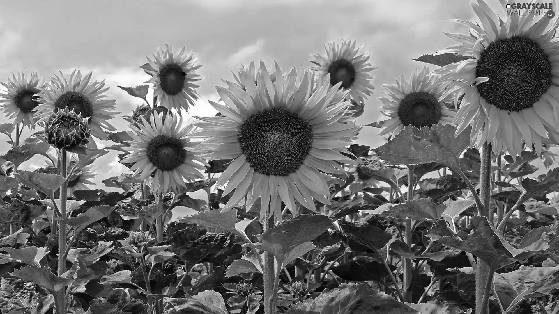 Nice sunflowers, Sky