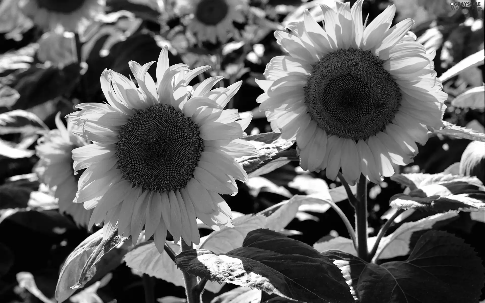 Nice sunflowers