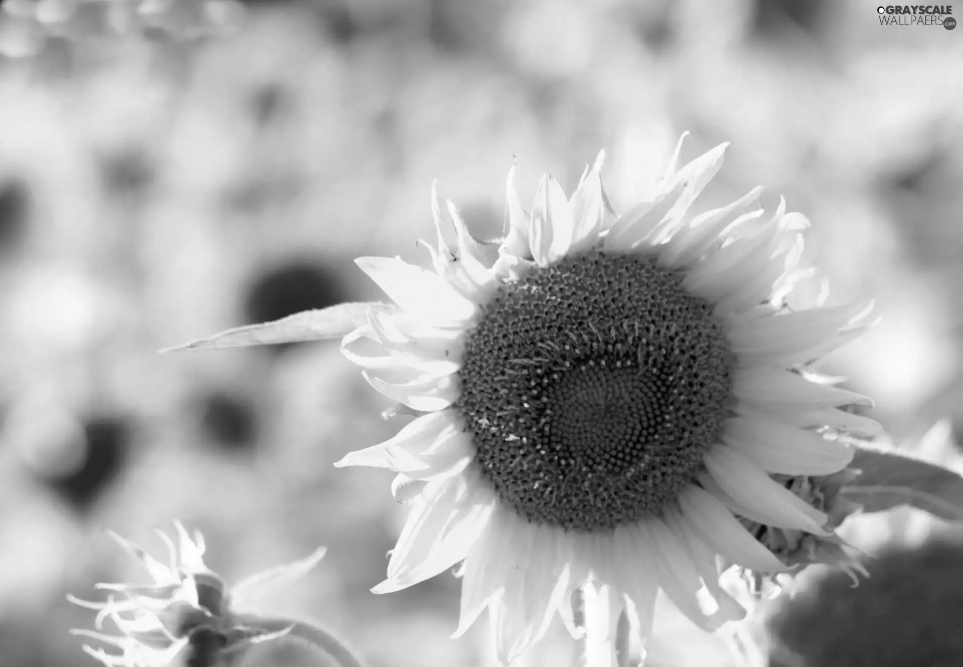 Nice sunflowers