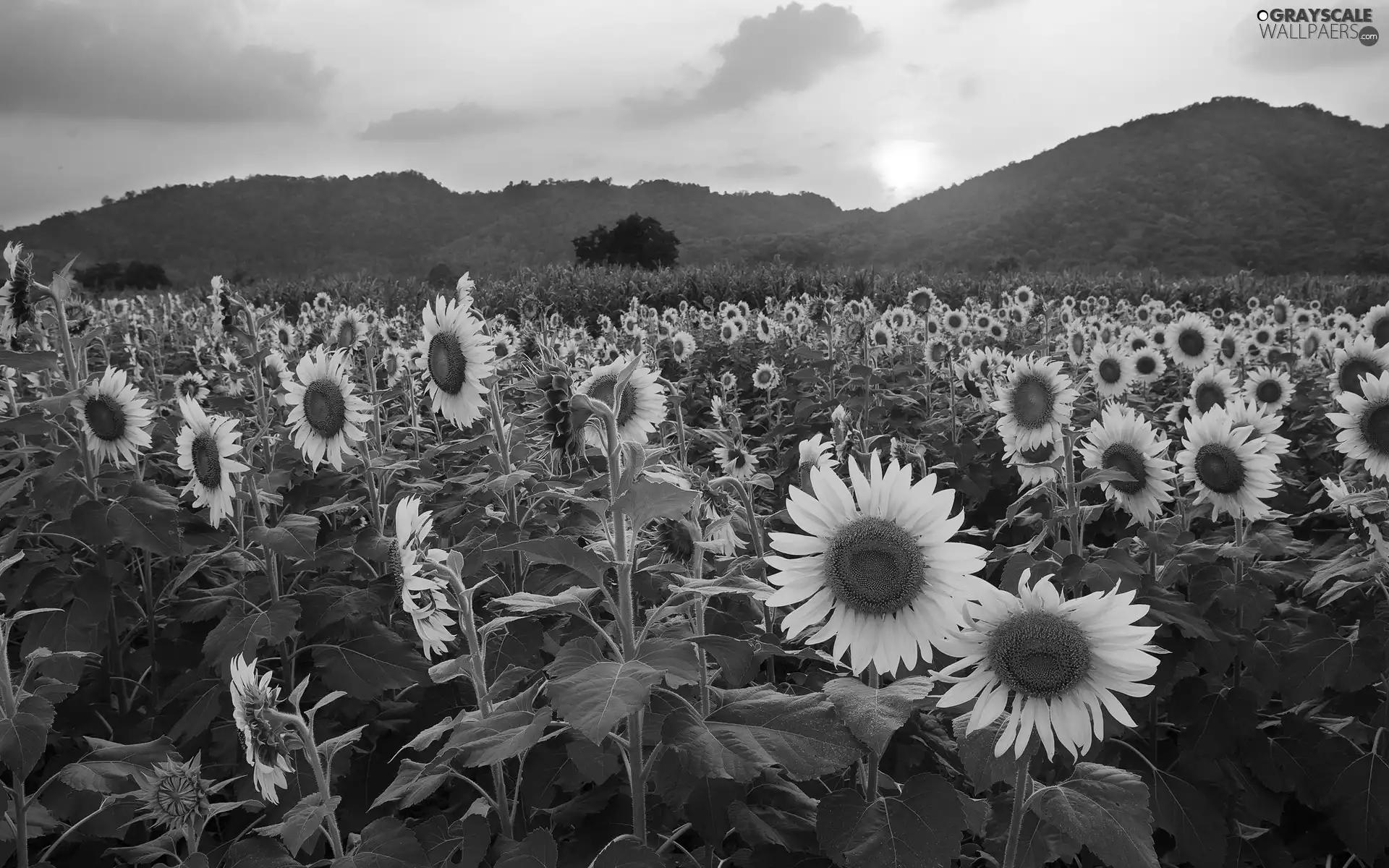 west, Mountains, Nice sunflowers, sun