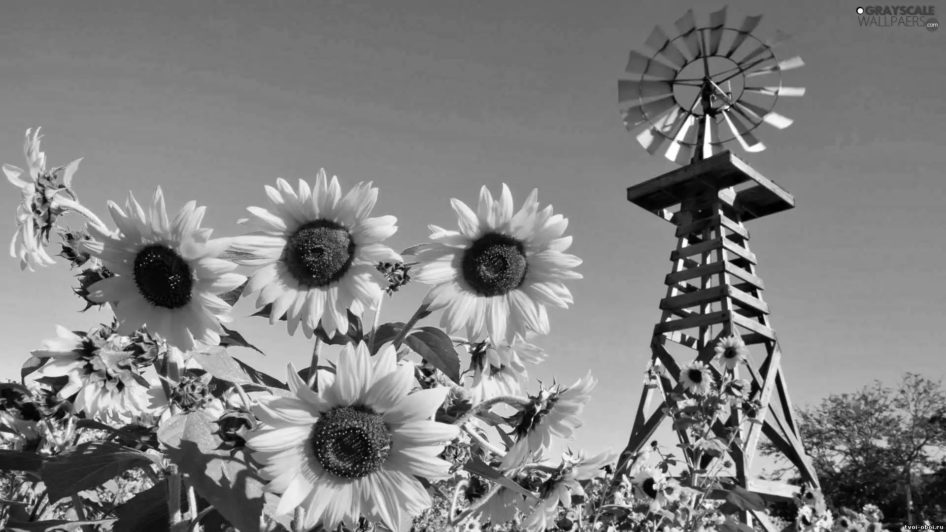Nice sunflowers, Windmill