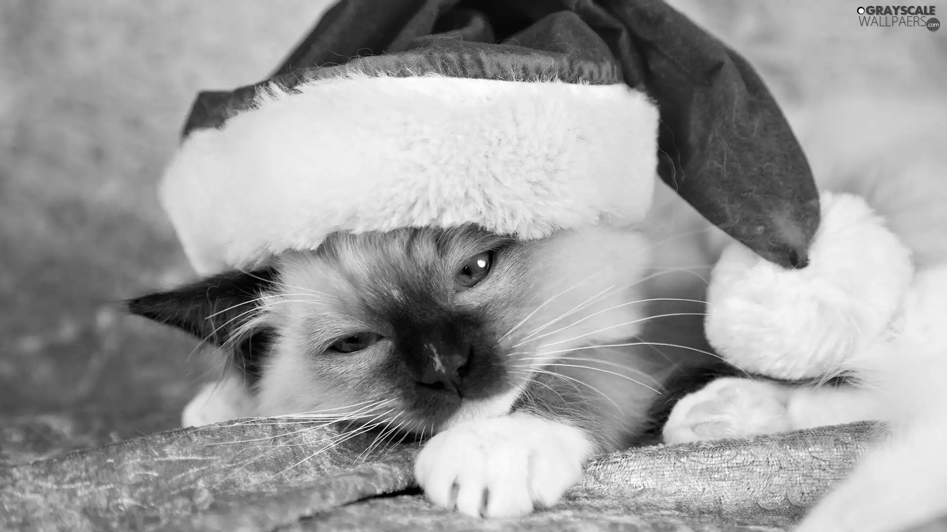 Siamese Cat, Hat, Nicholas