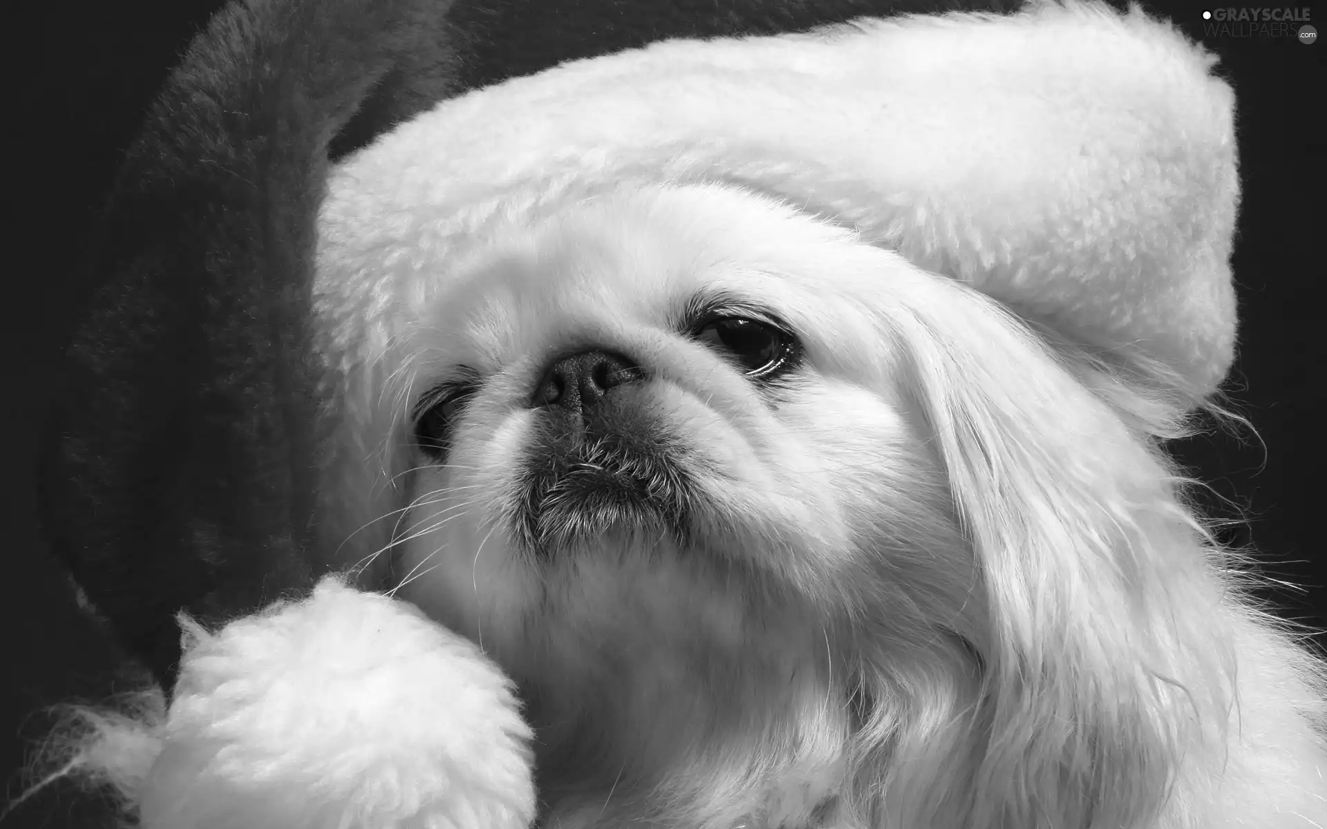 doggy, Hat, Nicholas, pekinese