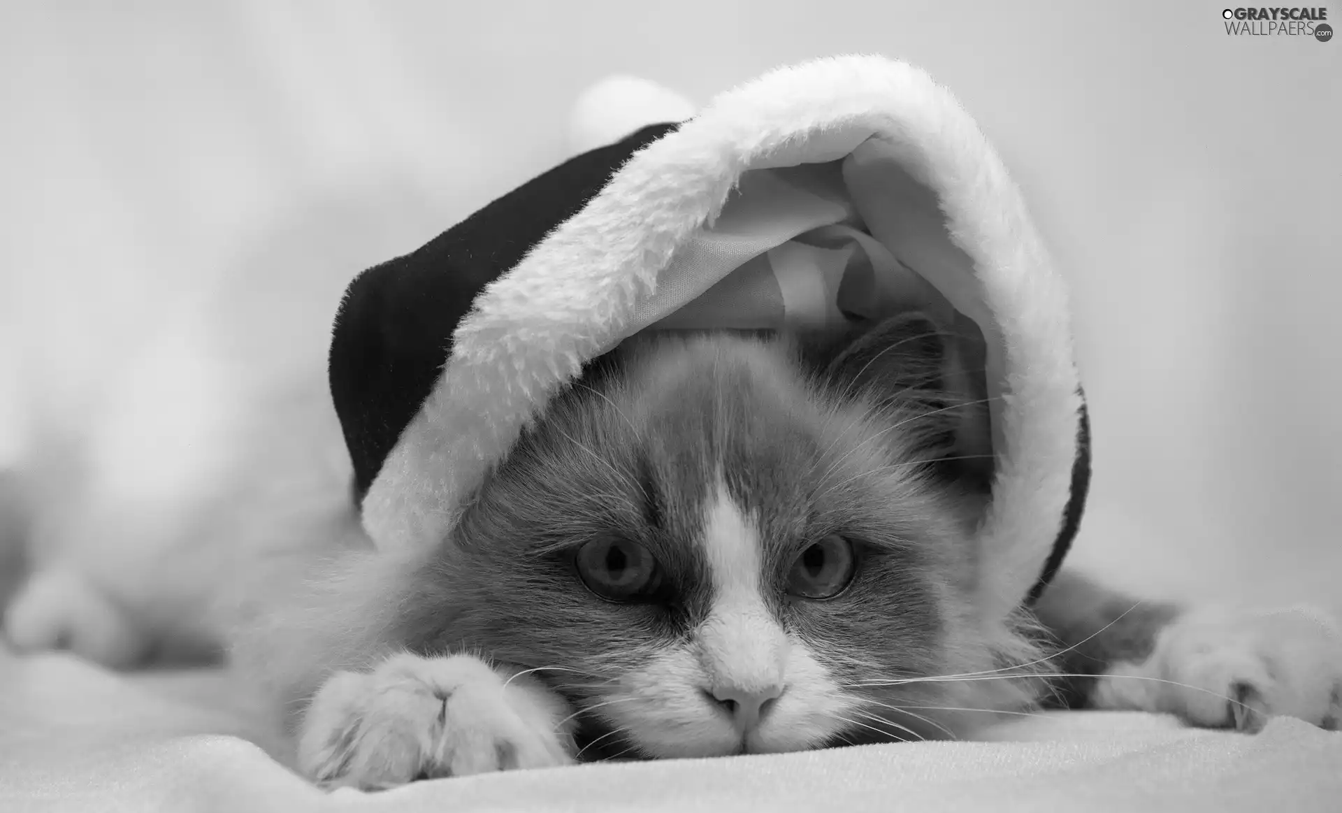 Nicholas, kitten, Hat