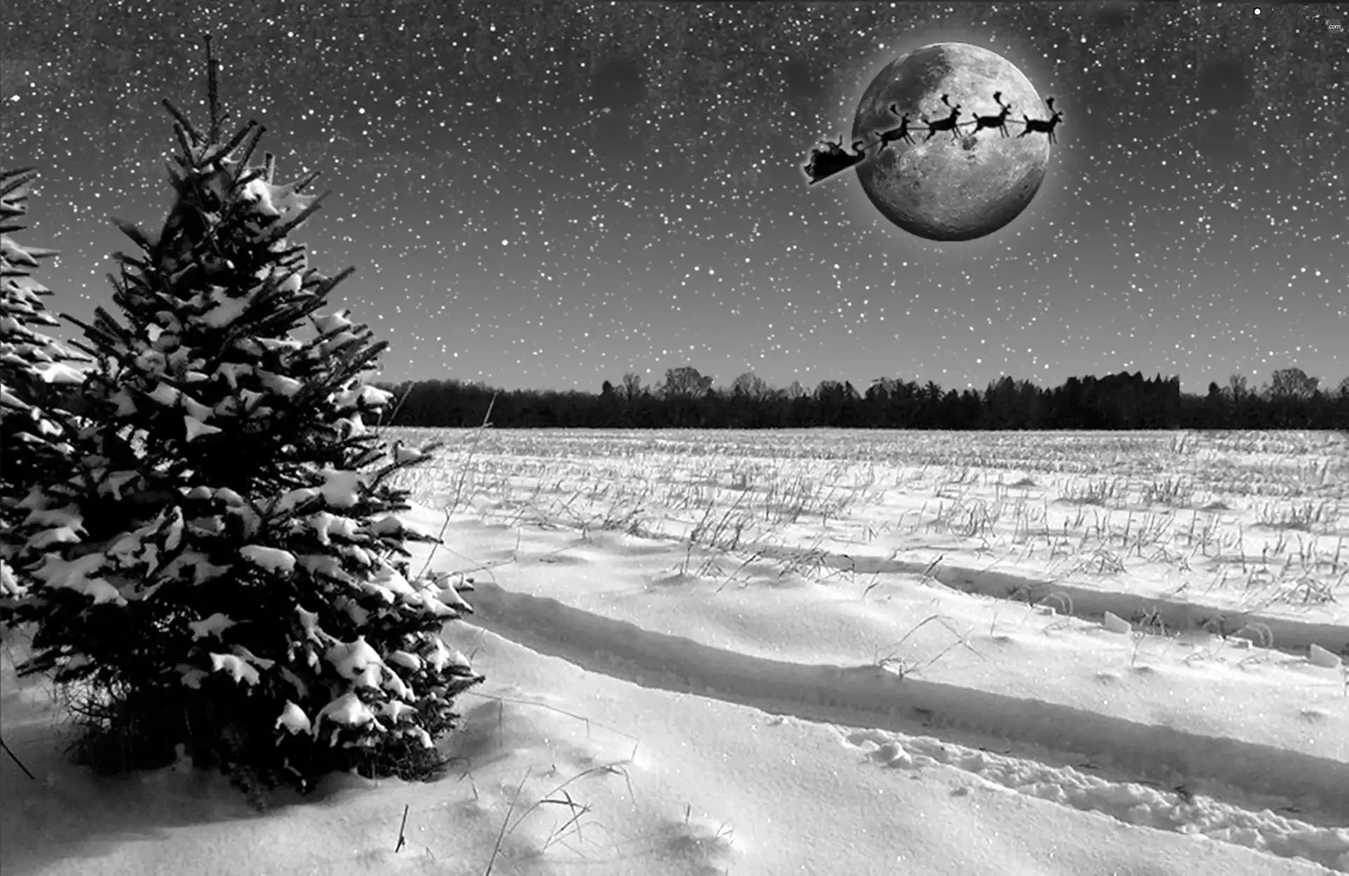 christmas tree, team, Nicholas, Field