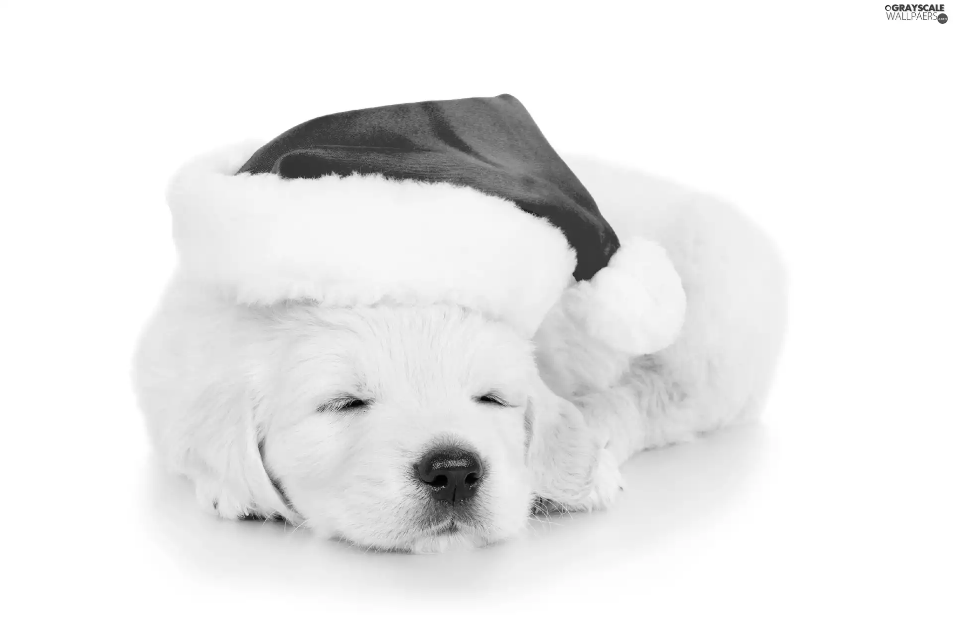 puppie, Hat, Nicholas, Golden Retriever