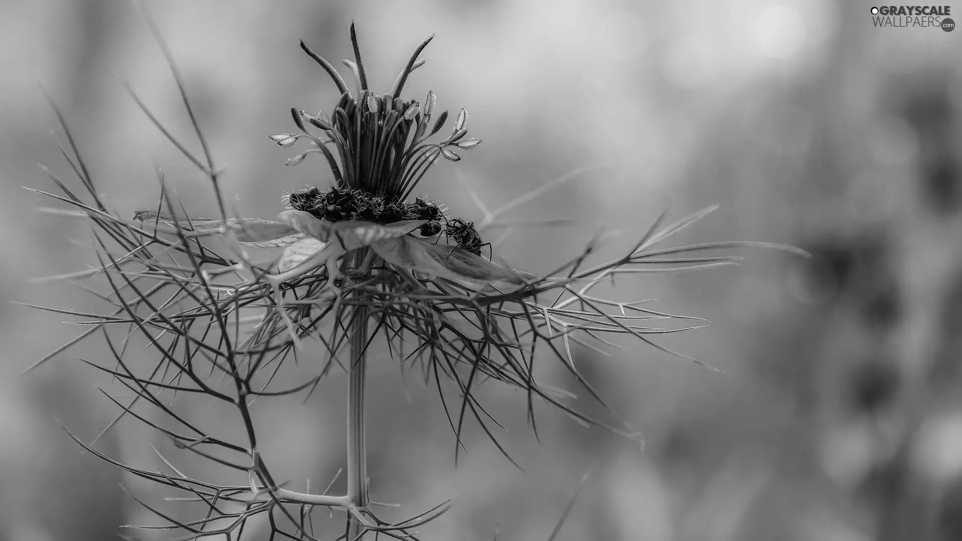 blue, Nigella, insects, Colourfull Flowers