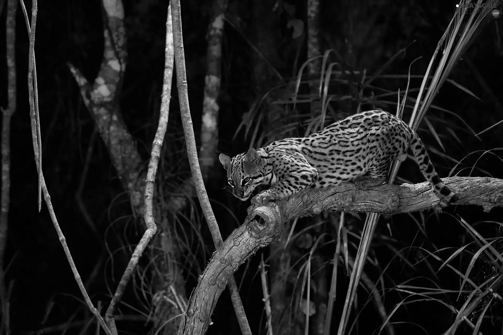 branch pics, ocelot, Night