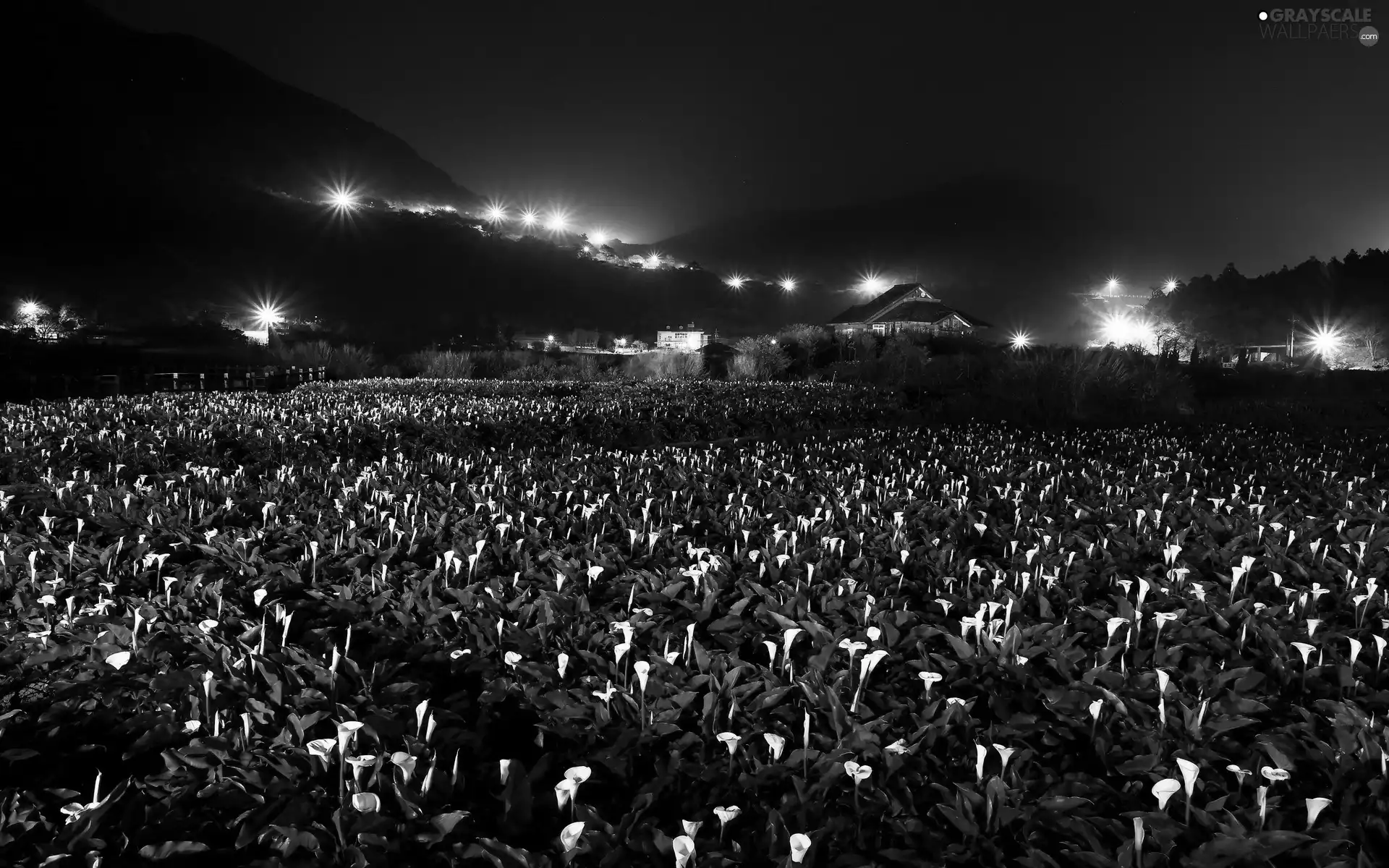 Calla, Mountains, Night, plantation
